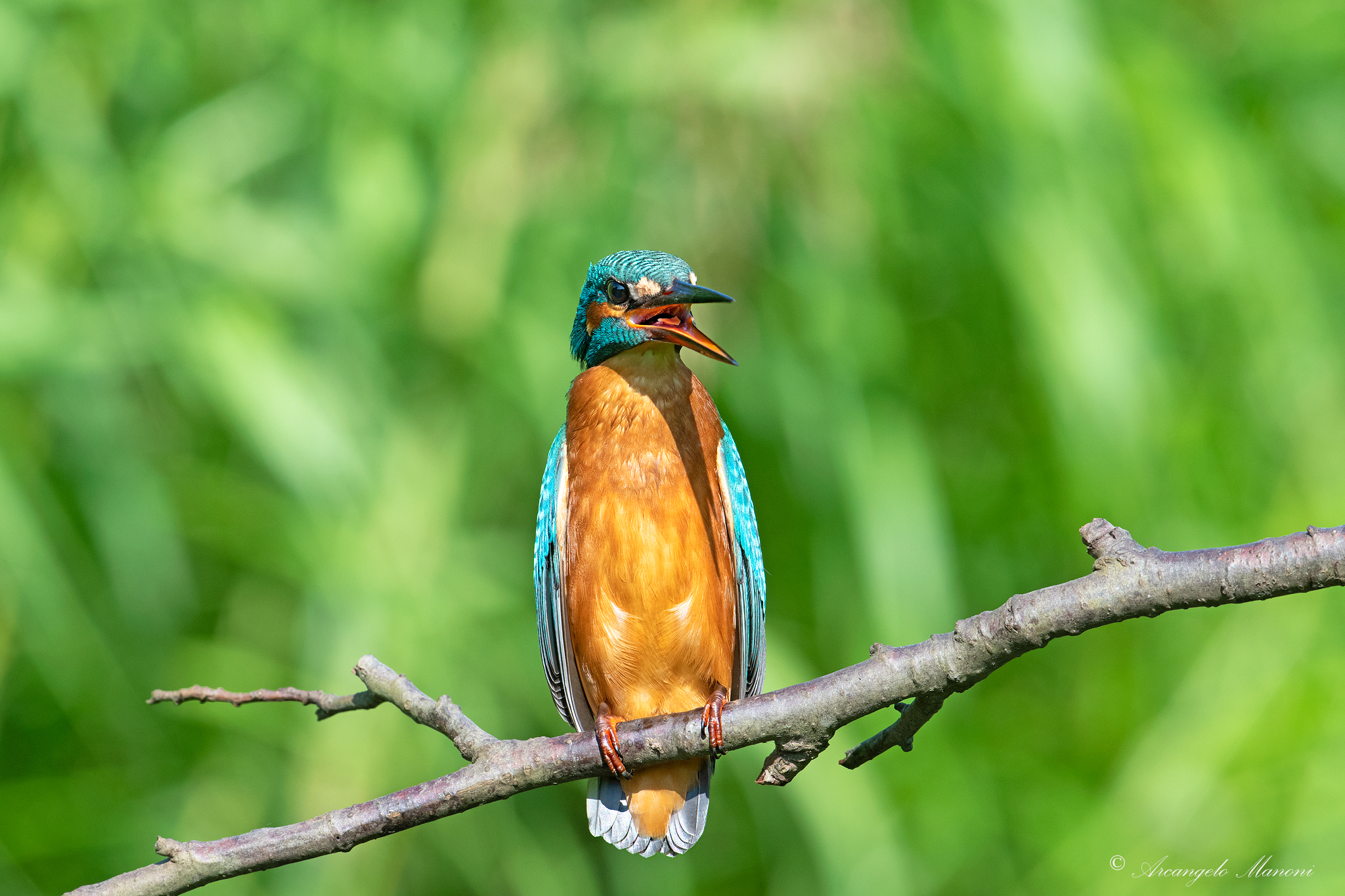 "A donated martin you don't look in the mouth""