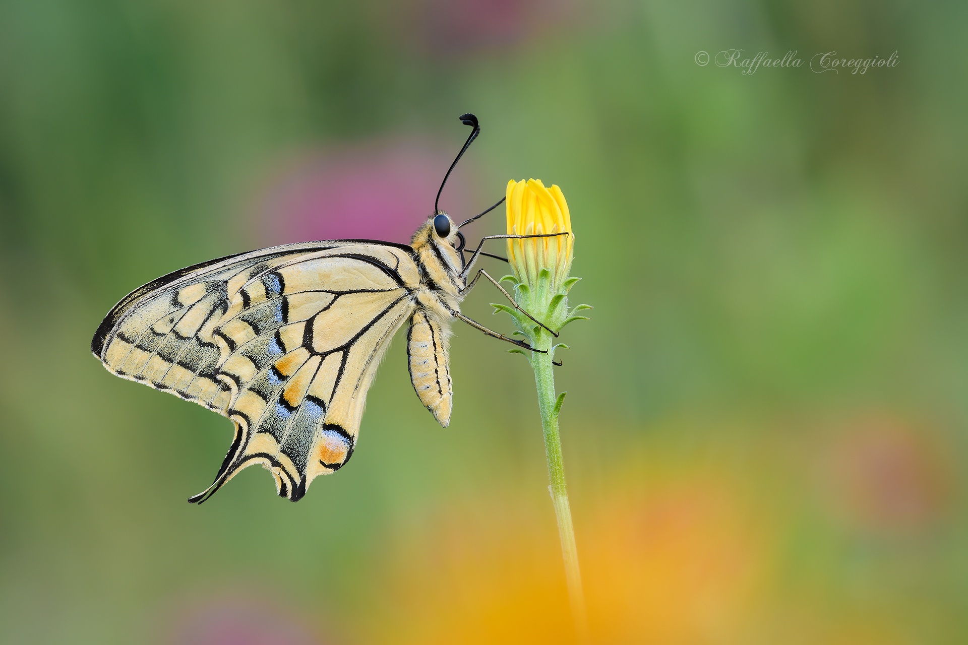 Un Papilio guerriero