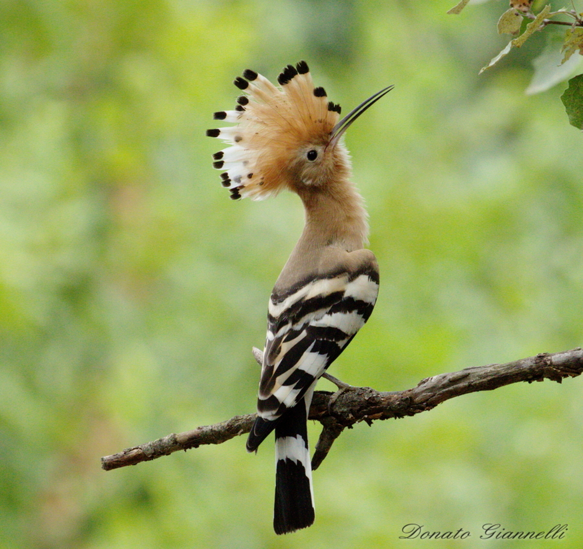 Hoopoe