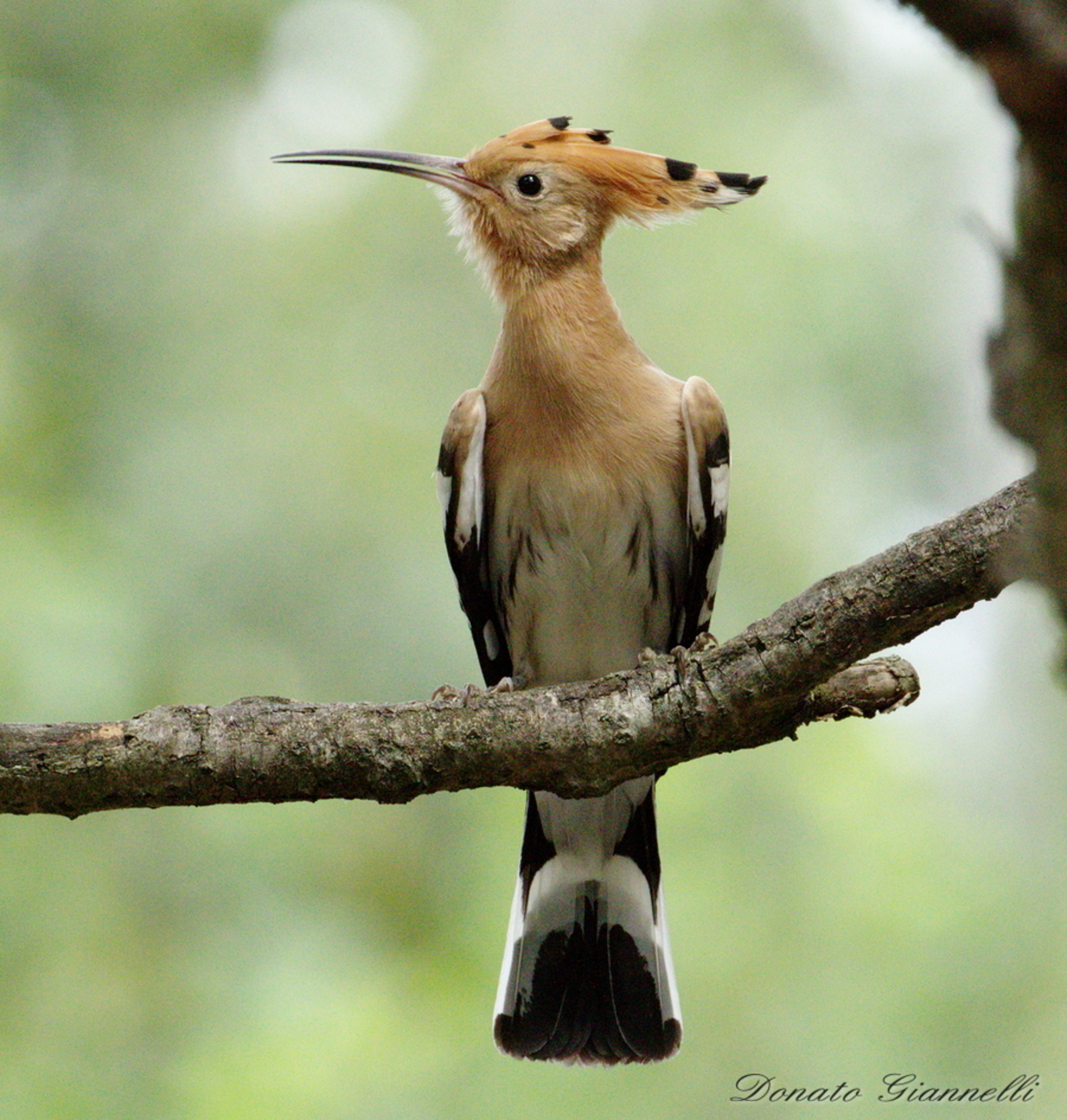 Hoopoe