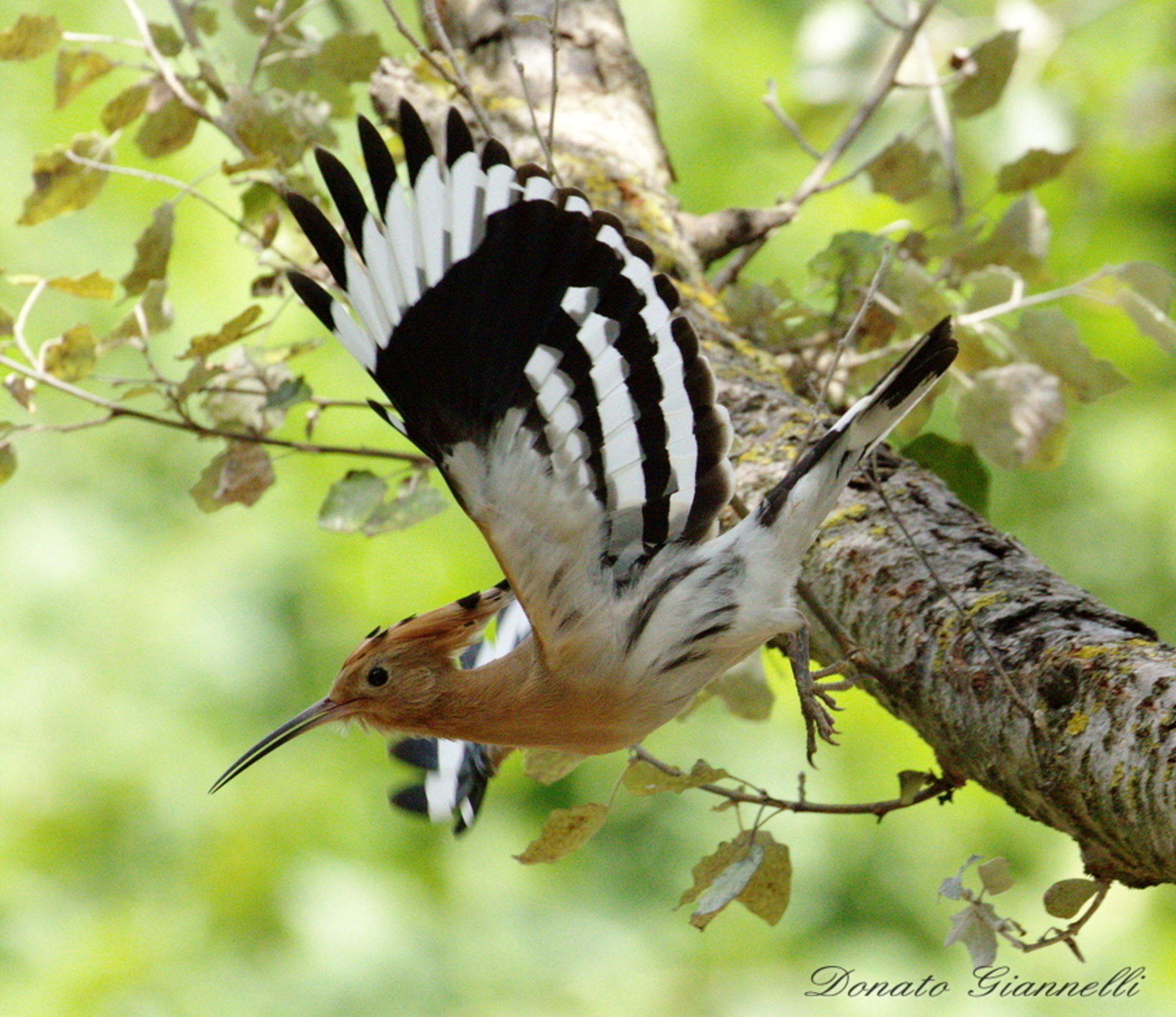 Hoopoe