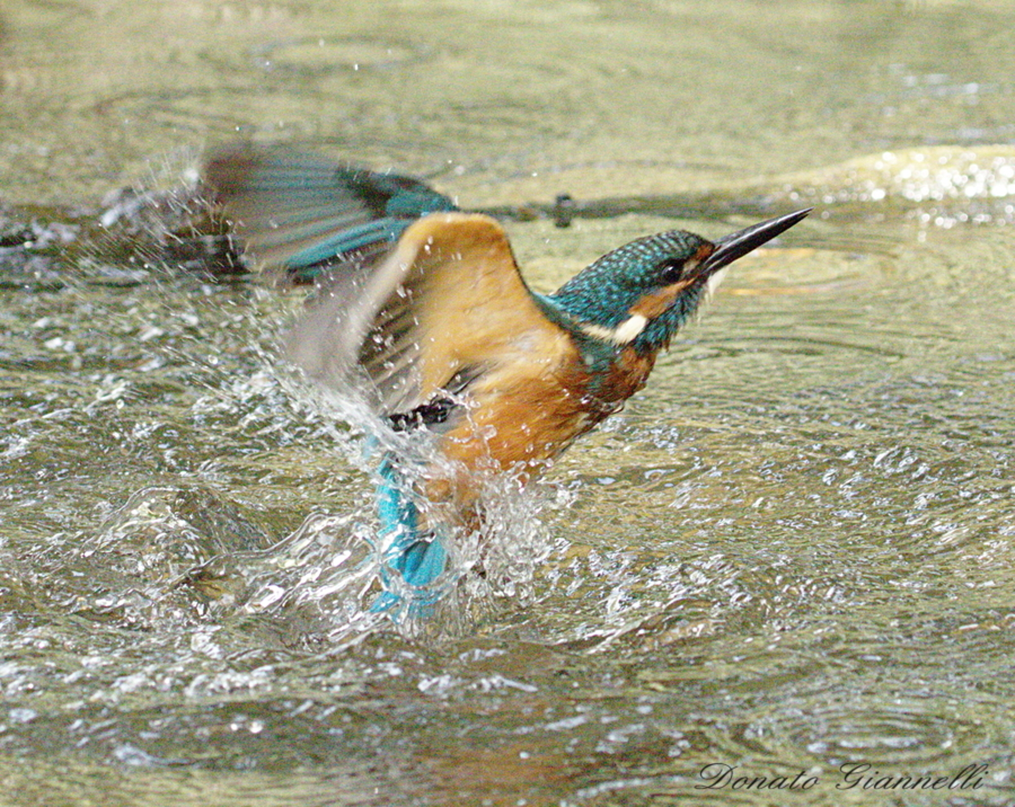 Kingfisher