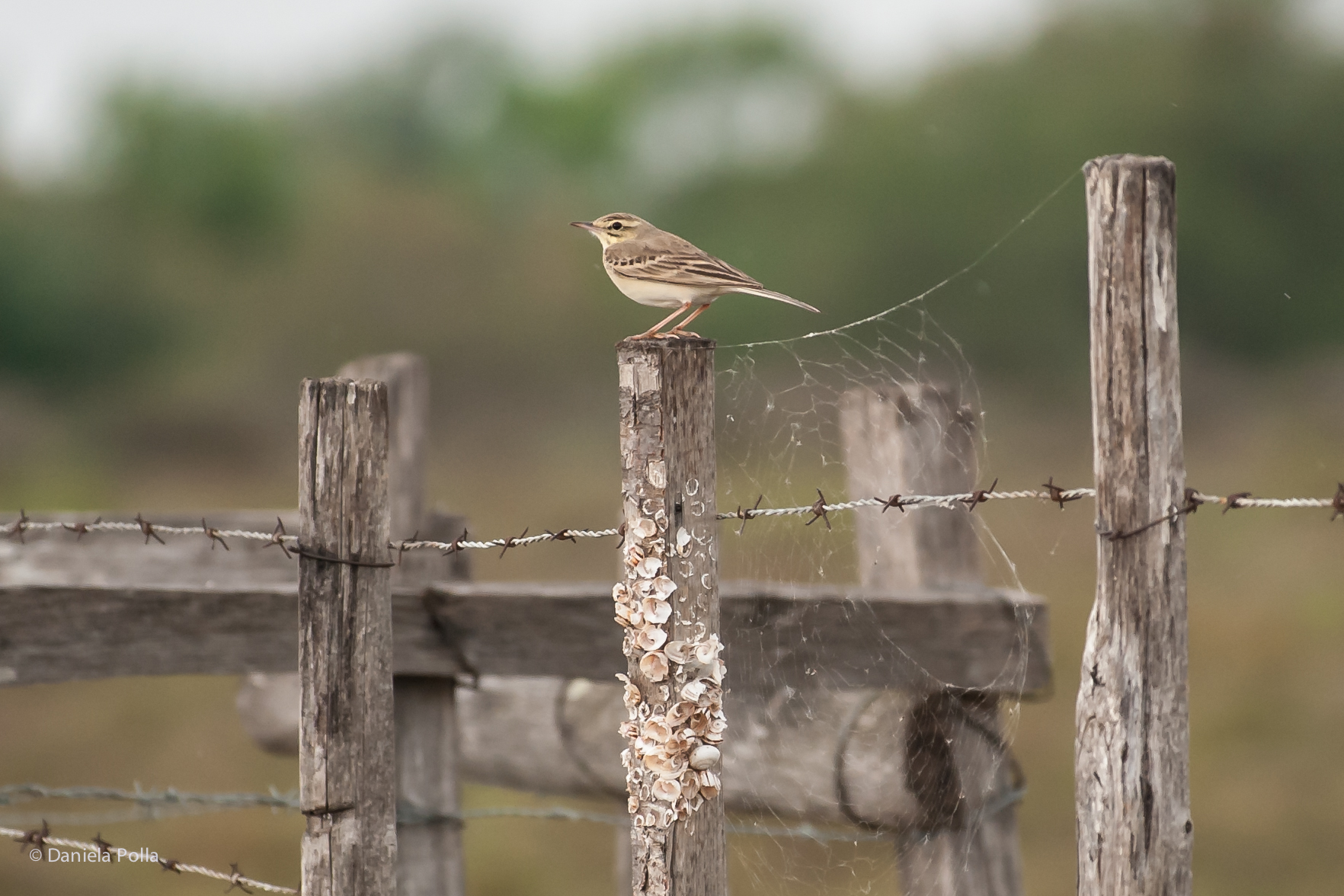 un Calandro molto confidente