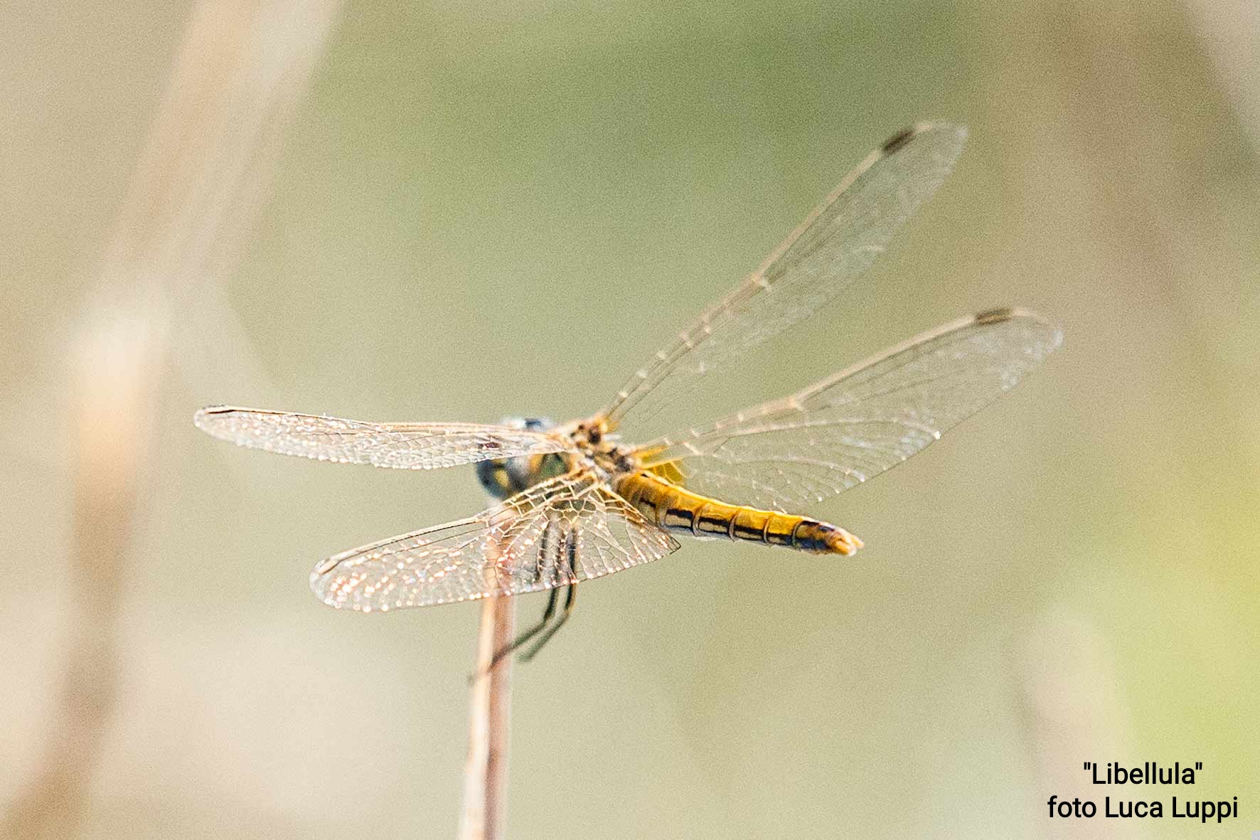 Dragonfly