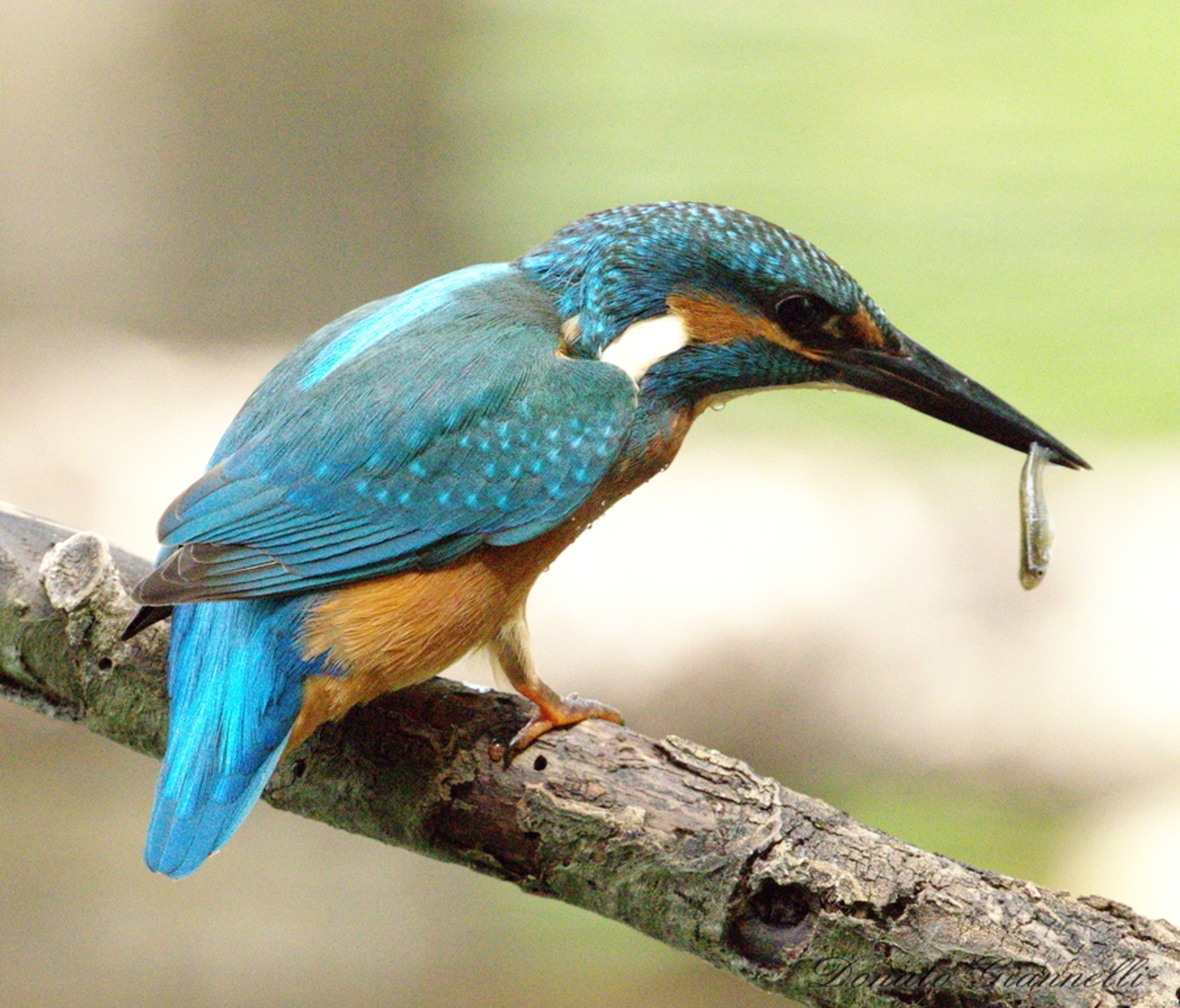 Kingfisher