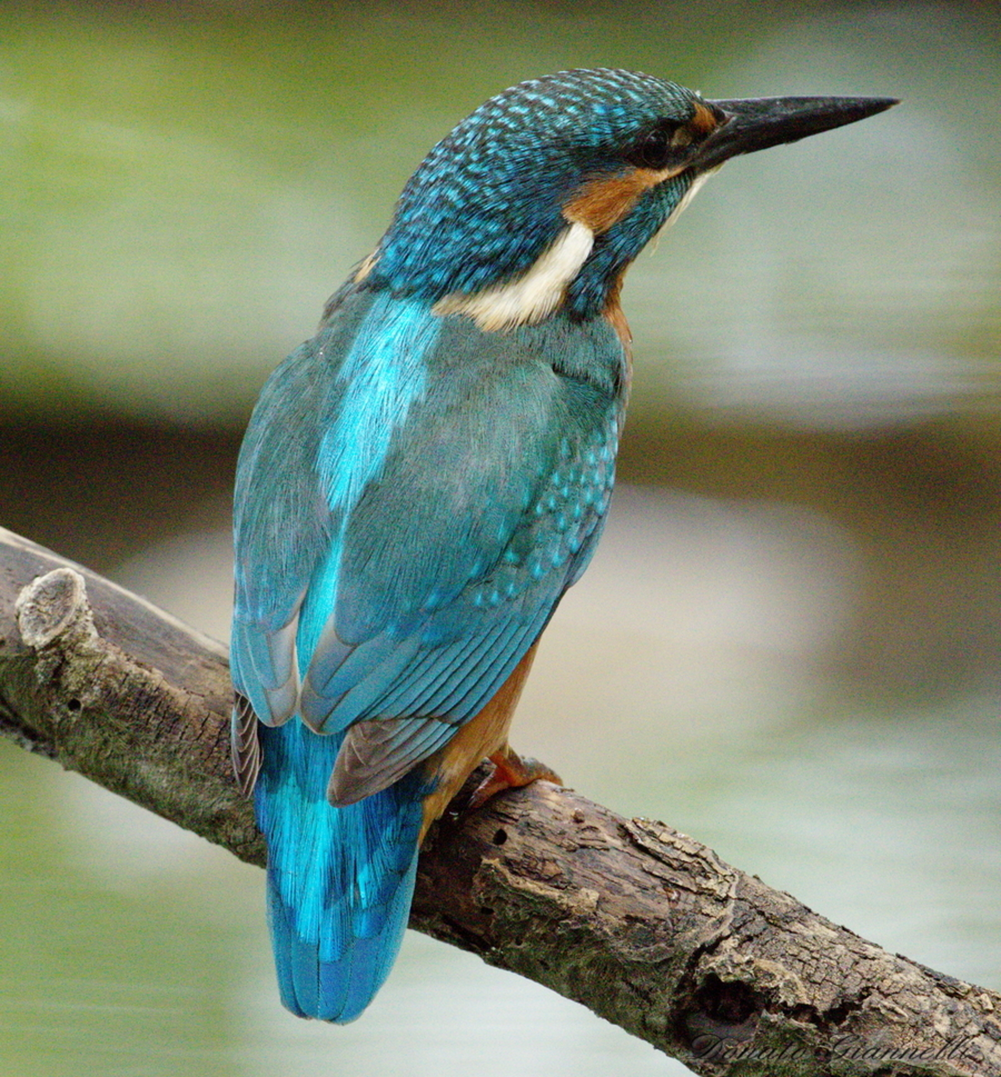 Kingfisher