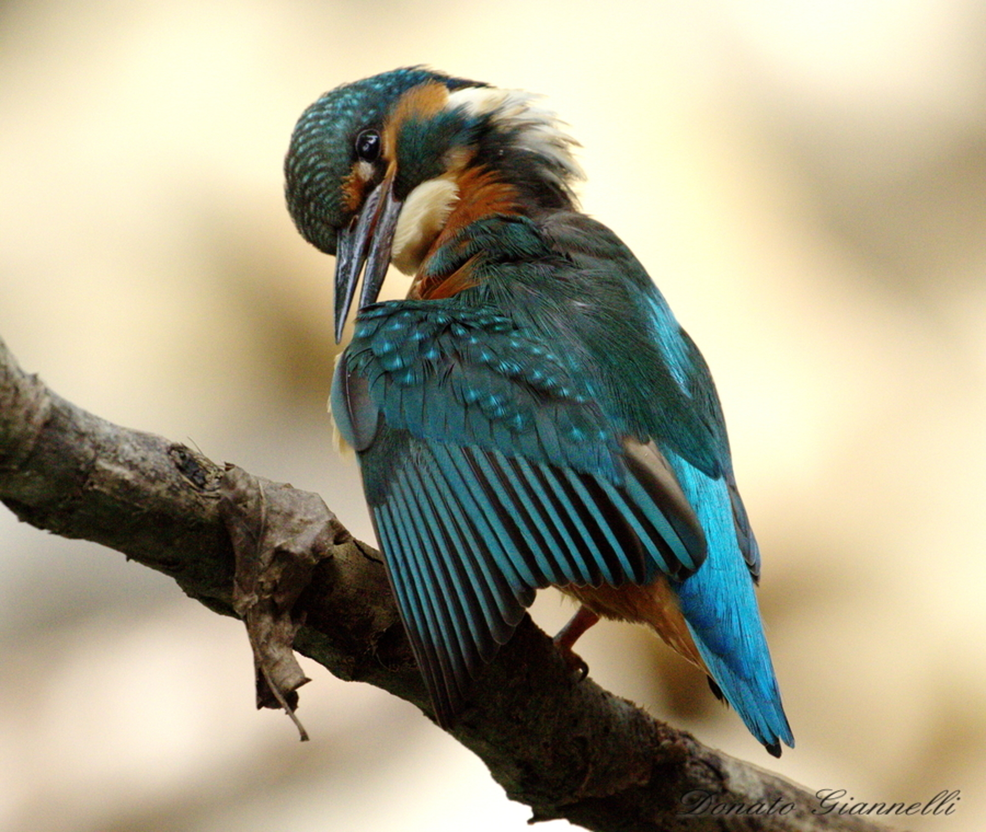 Kingfisher