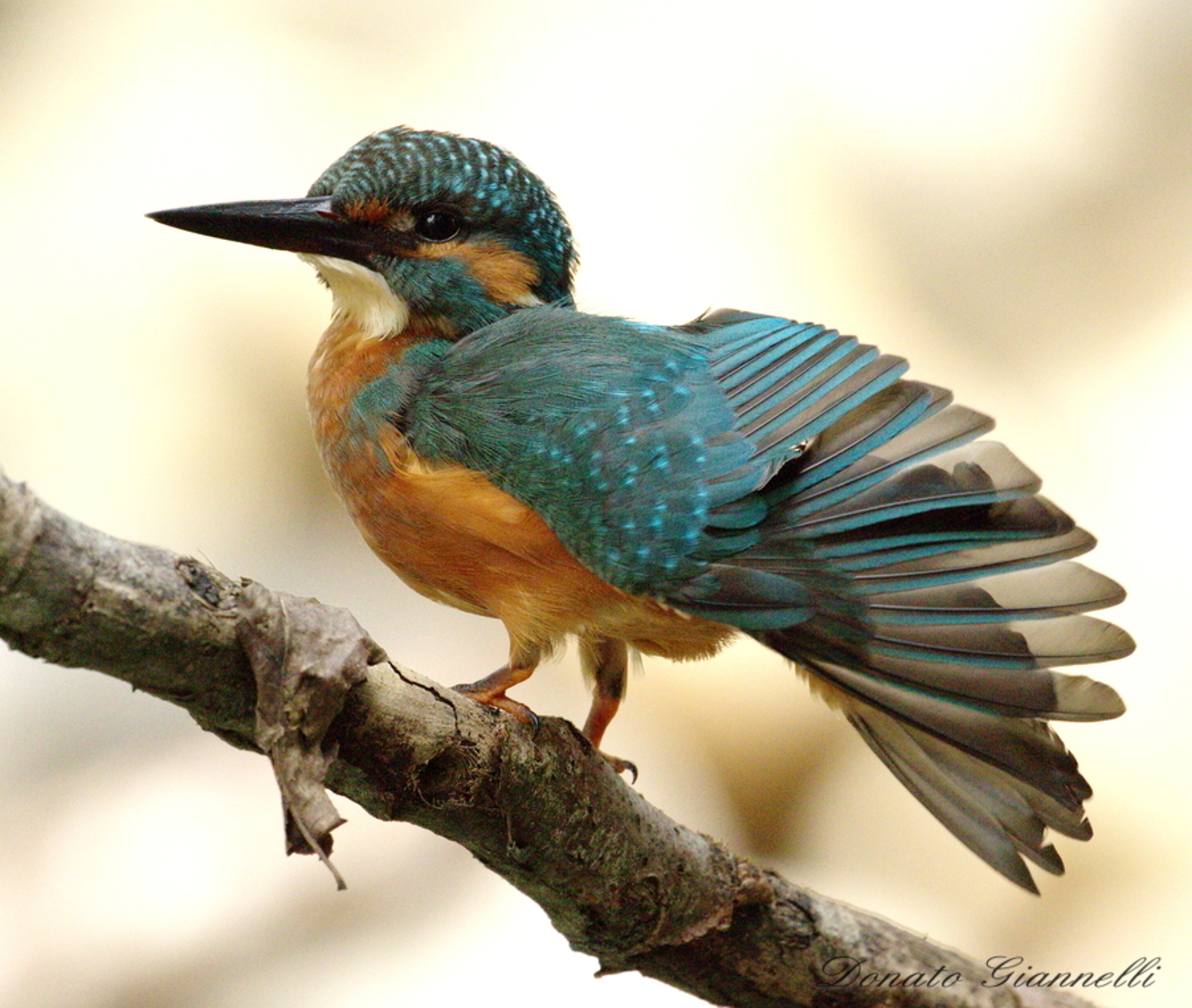Kingfisher