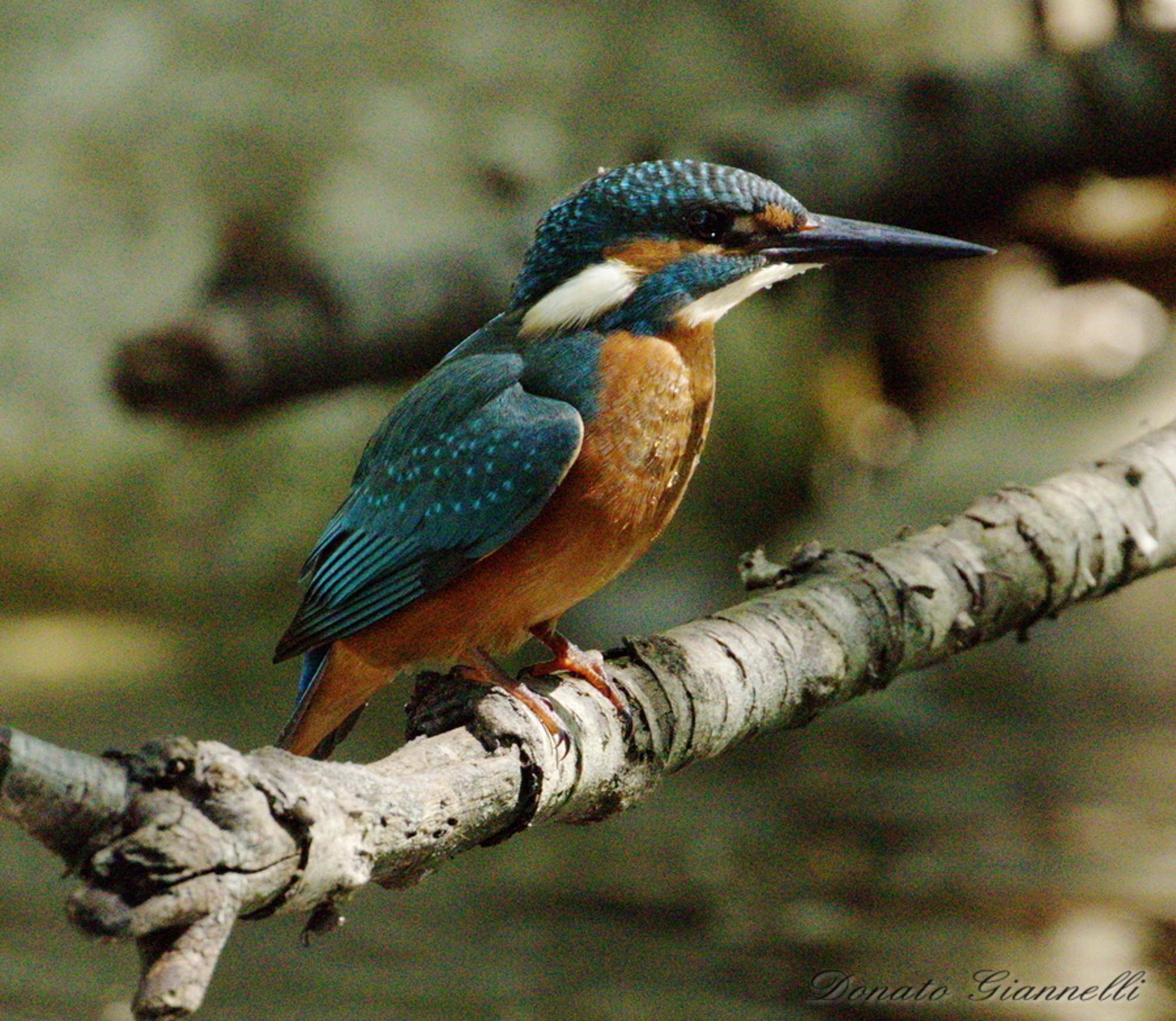 Kingfisher