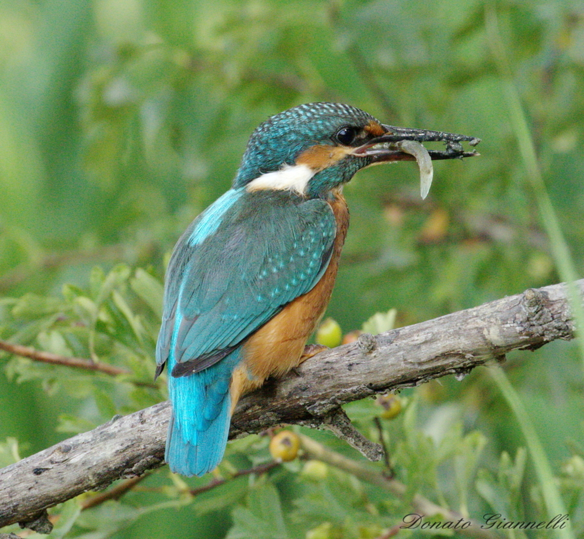 Kingfisher