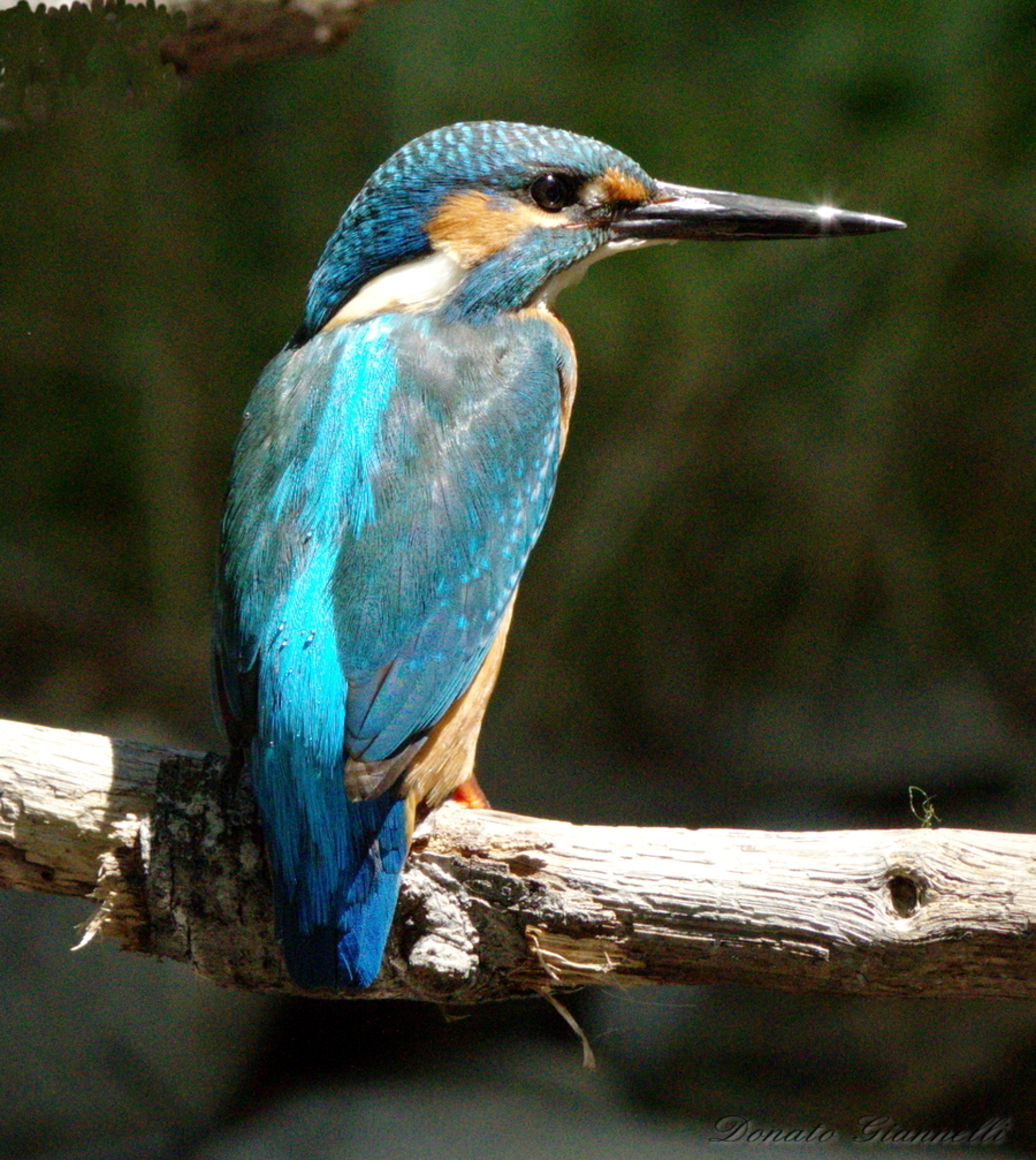 Kingfisher
