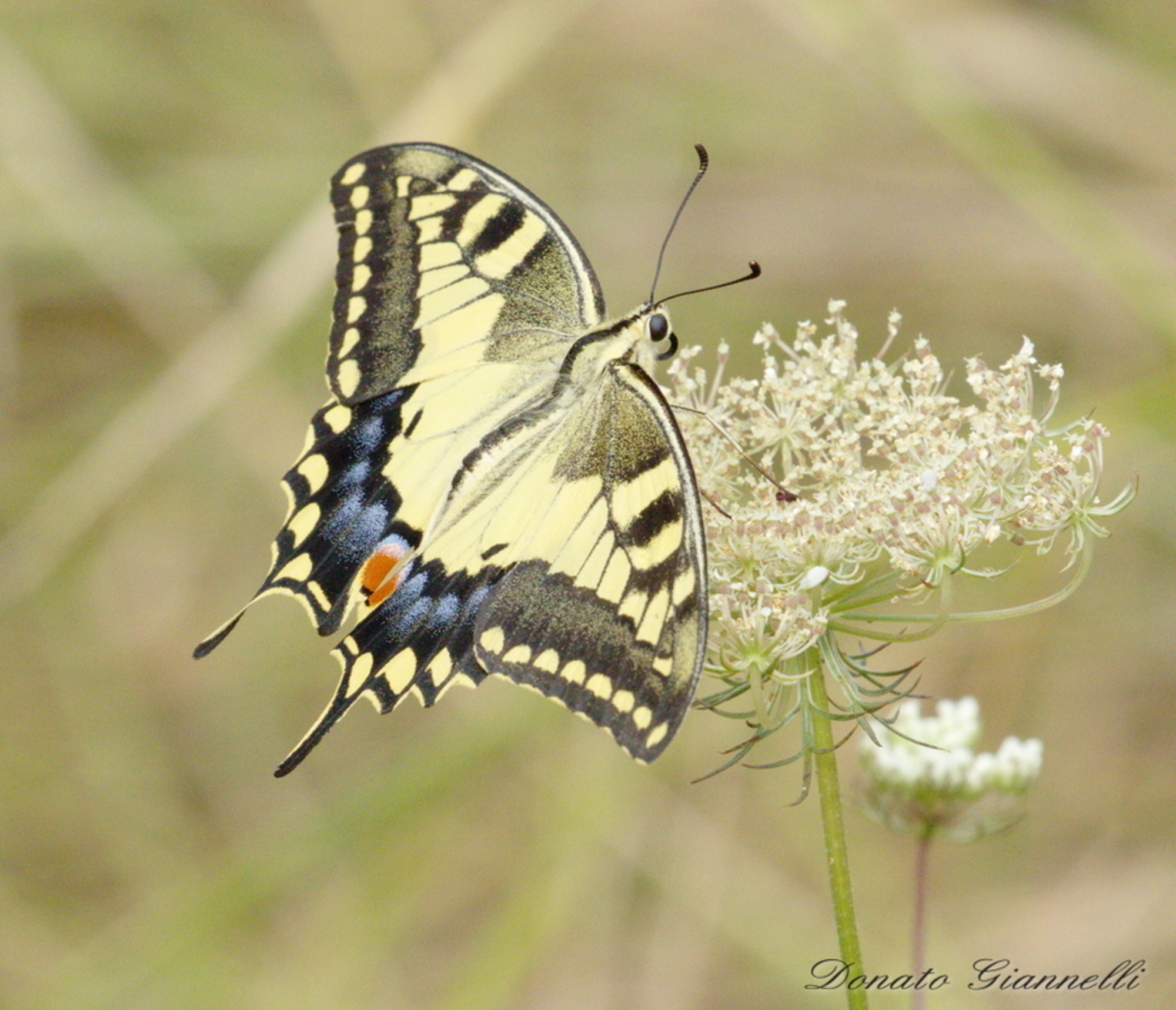 Swallowtail