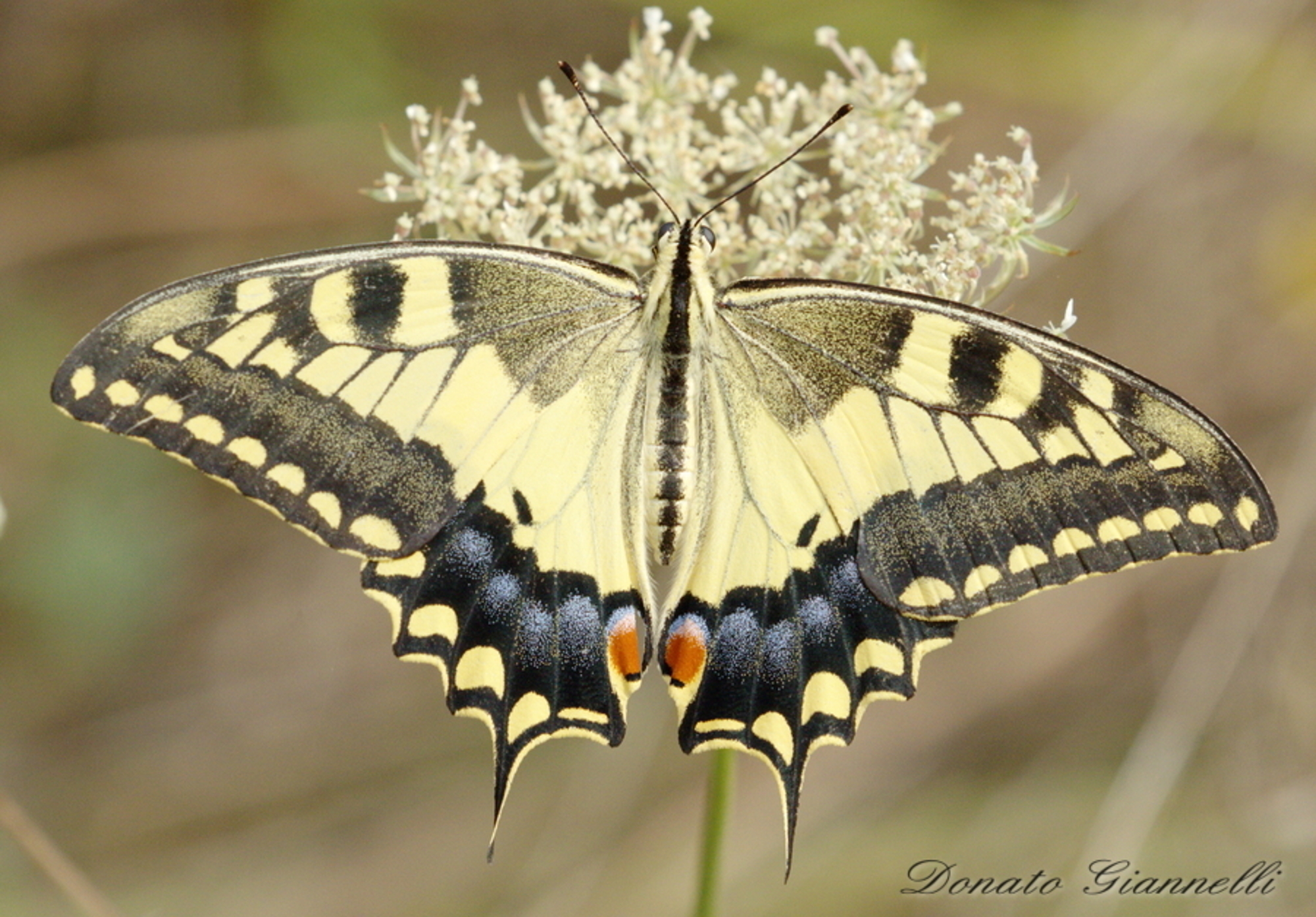 Swallowtail
