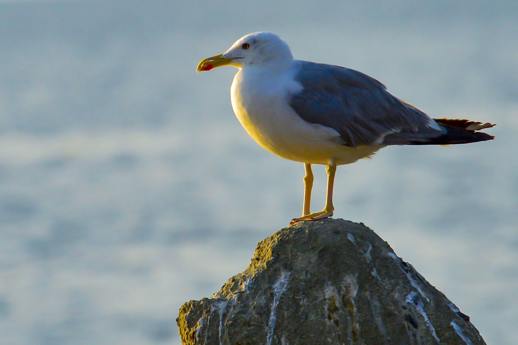 Seagull 002