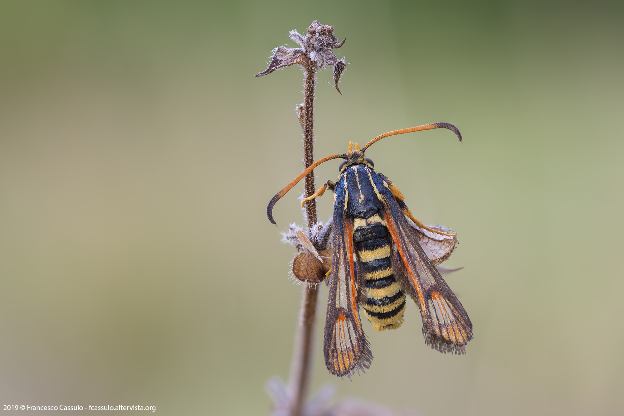 Sesiidae Boisduval, 1828