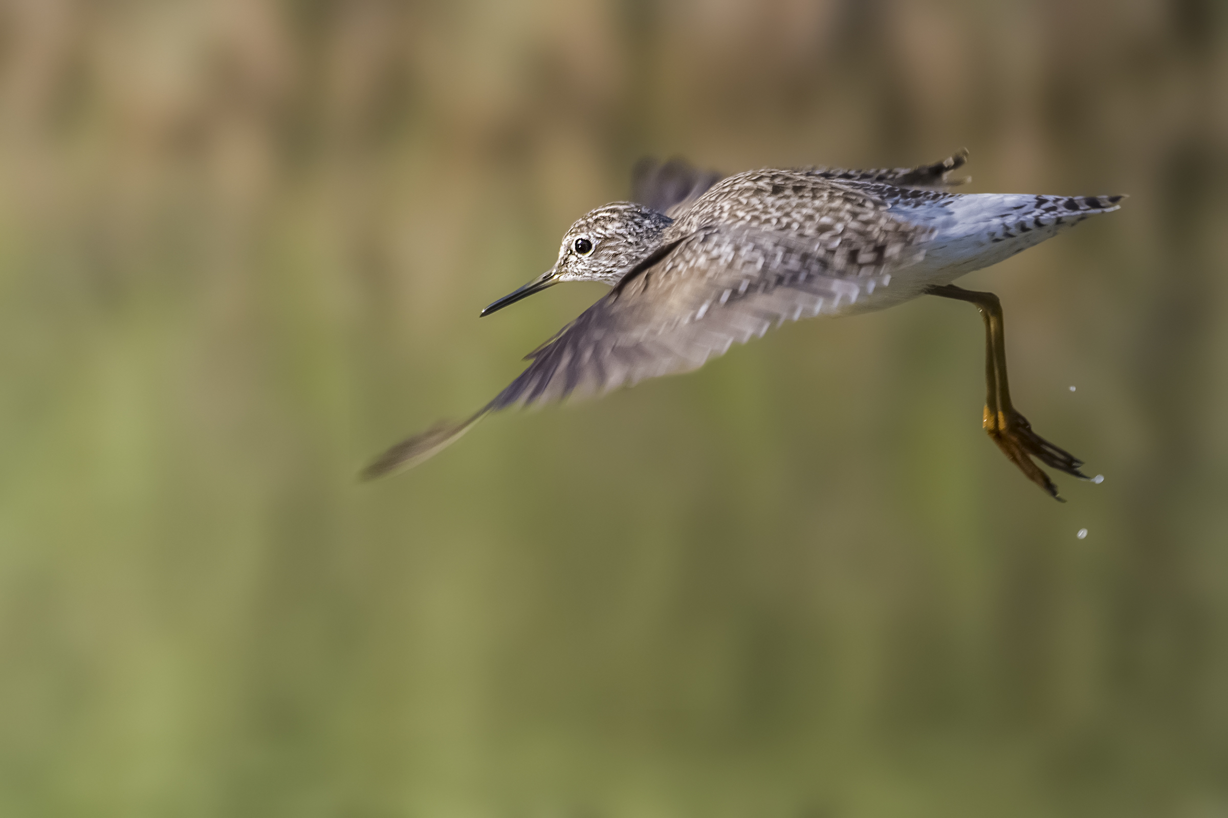 PP boschereccio in volo