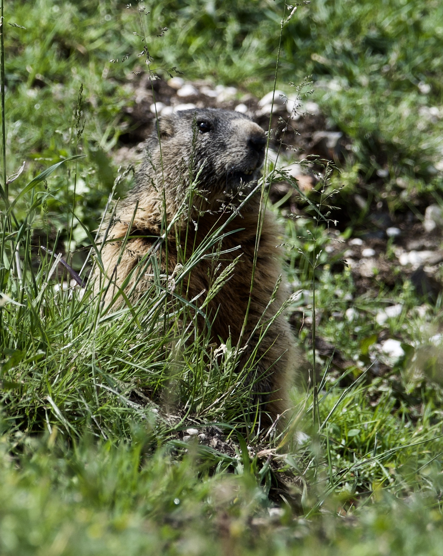marmotta