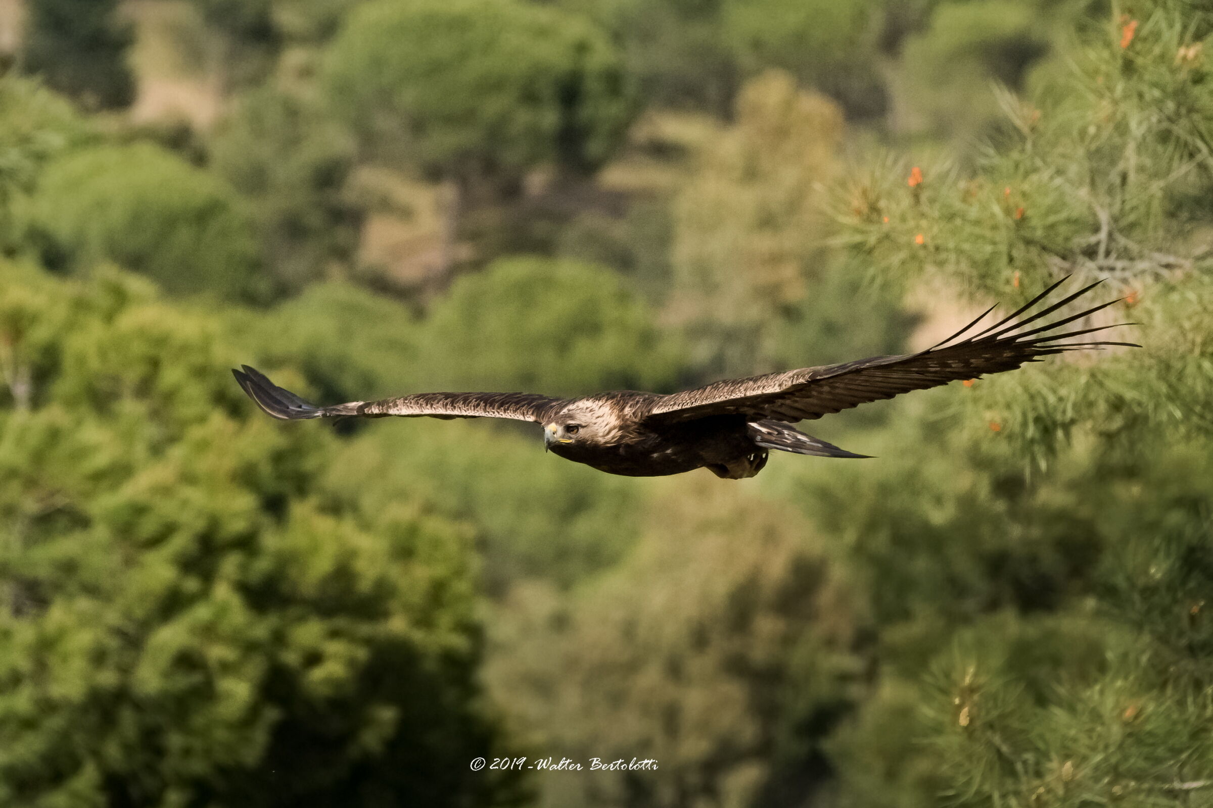 la regina all'improvviso