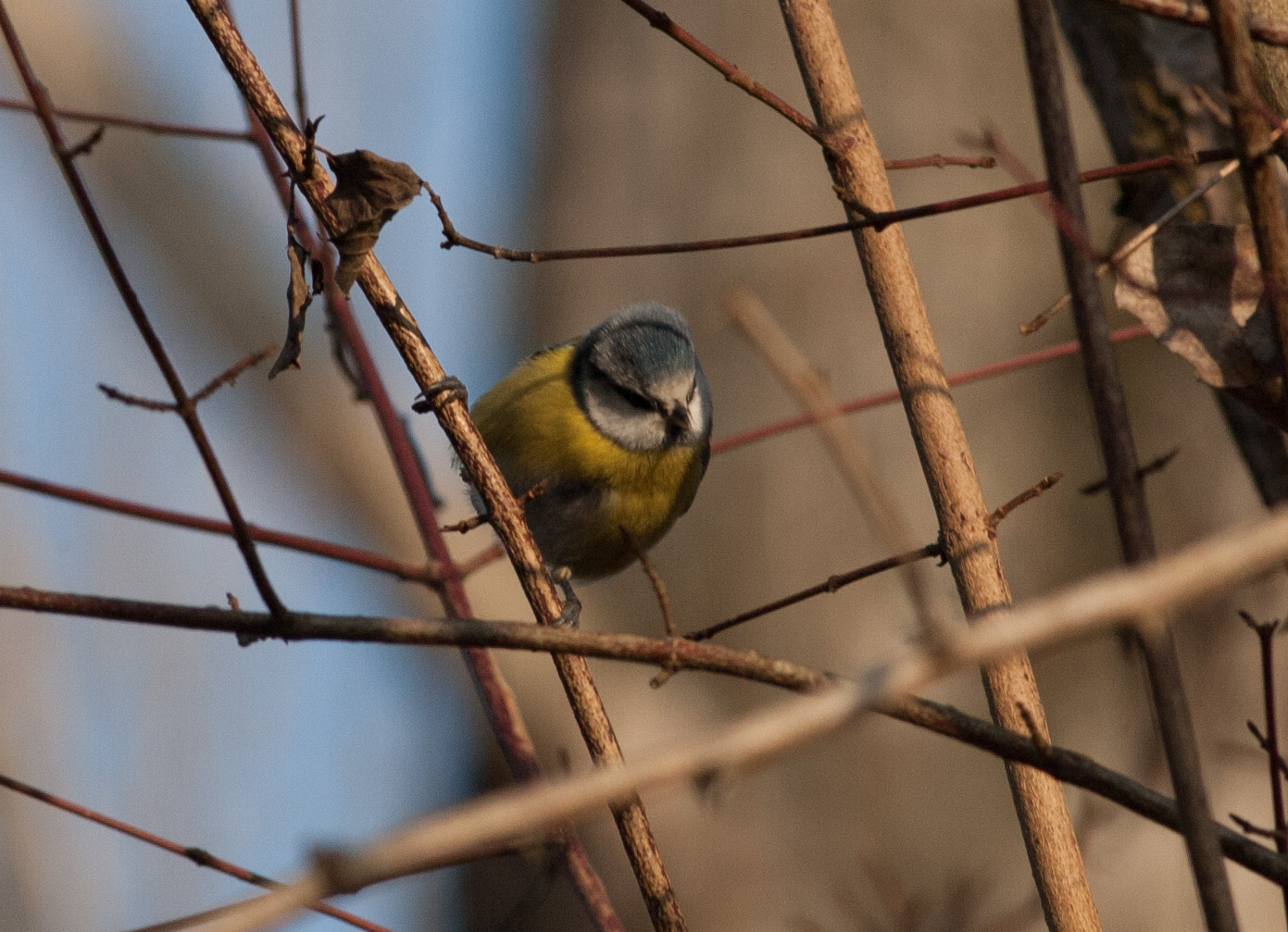 Blue Tit