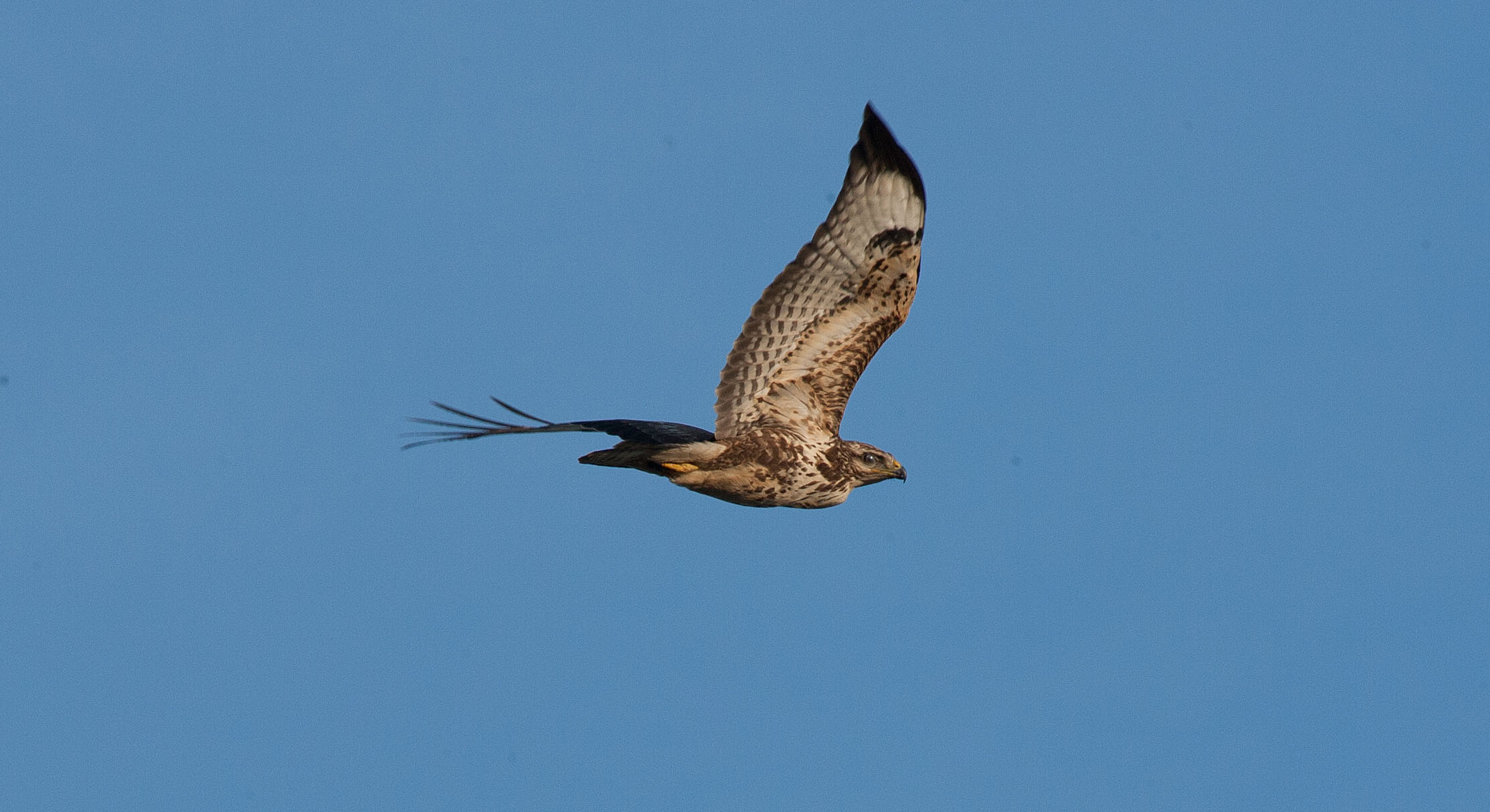 Buzzard
