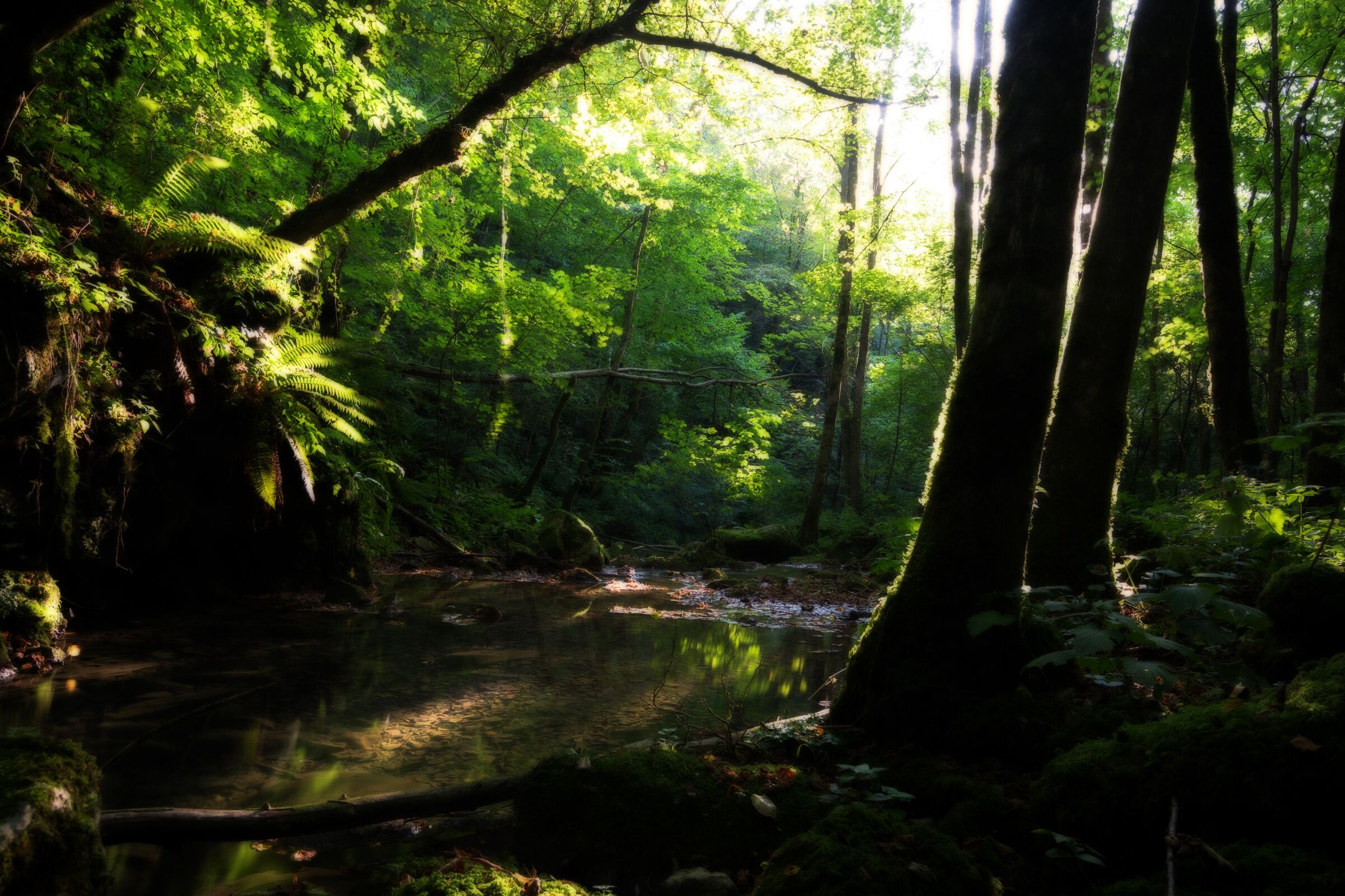 Jungle.... Just behind home!