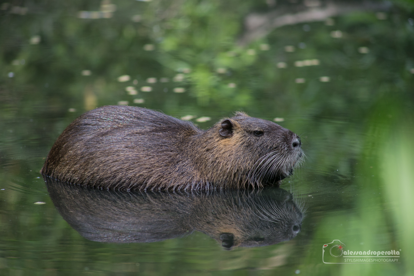 Nutria