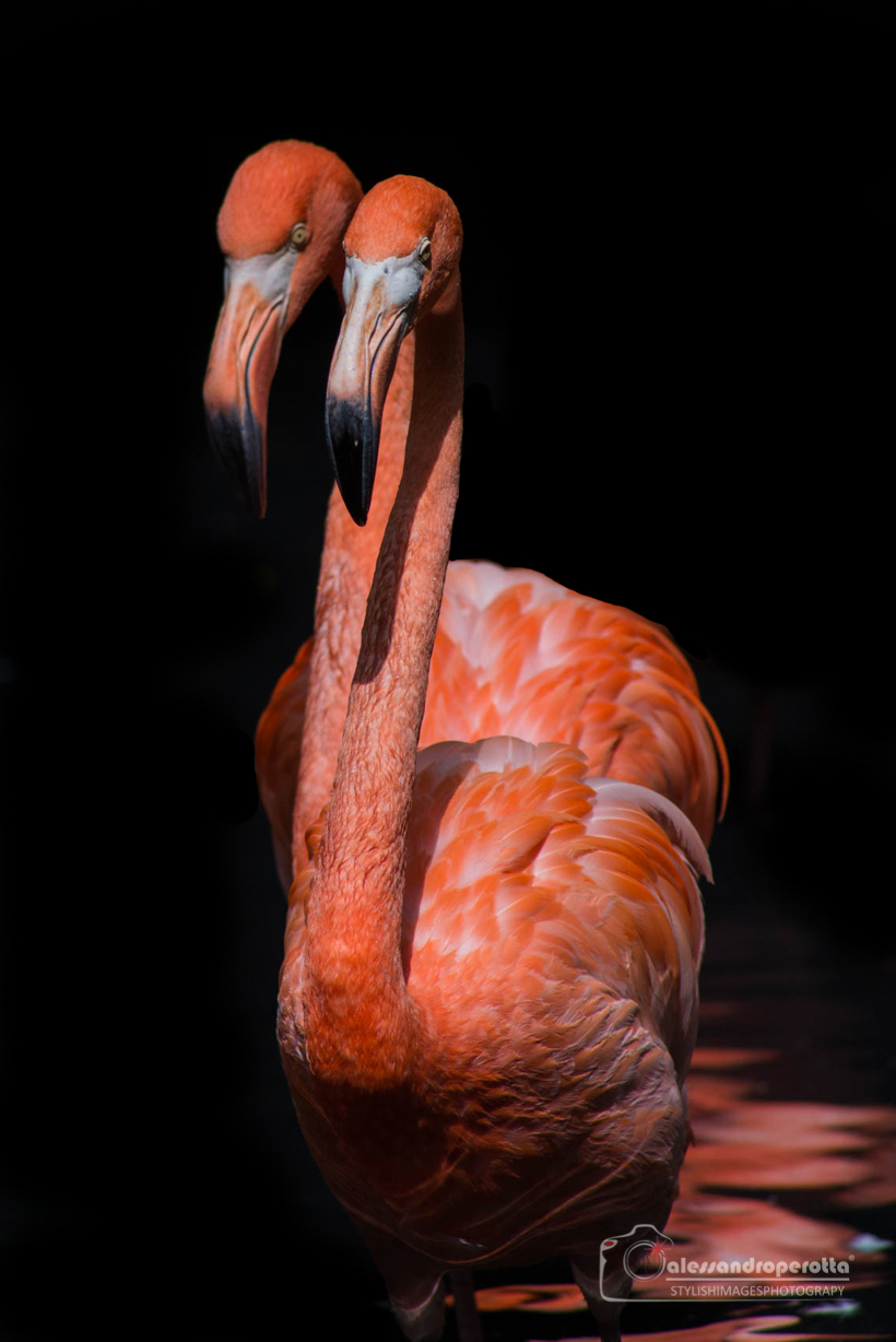 Rare two-headed specimen...