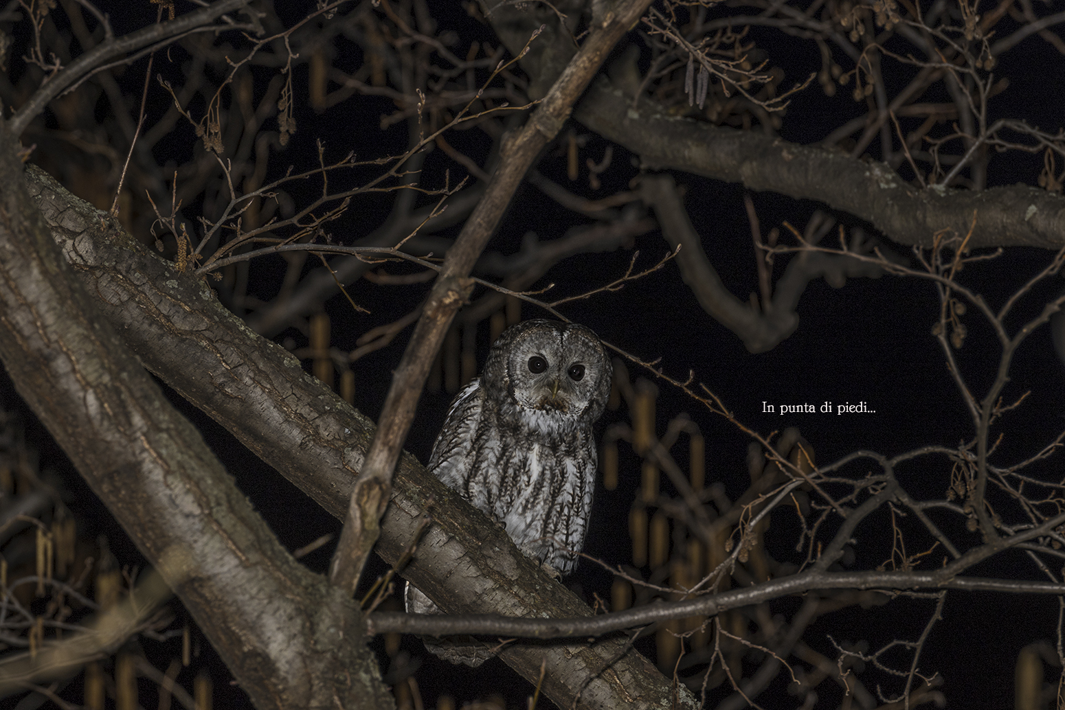 The Chestnut's Allocco and Pendulous Amenti...