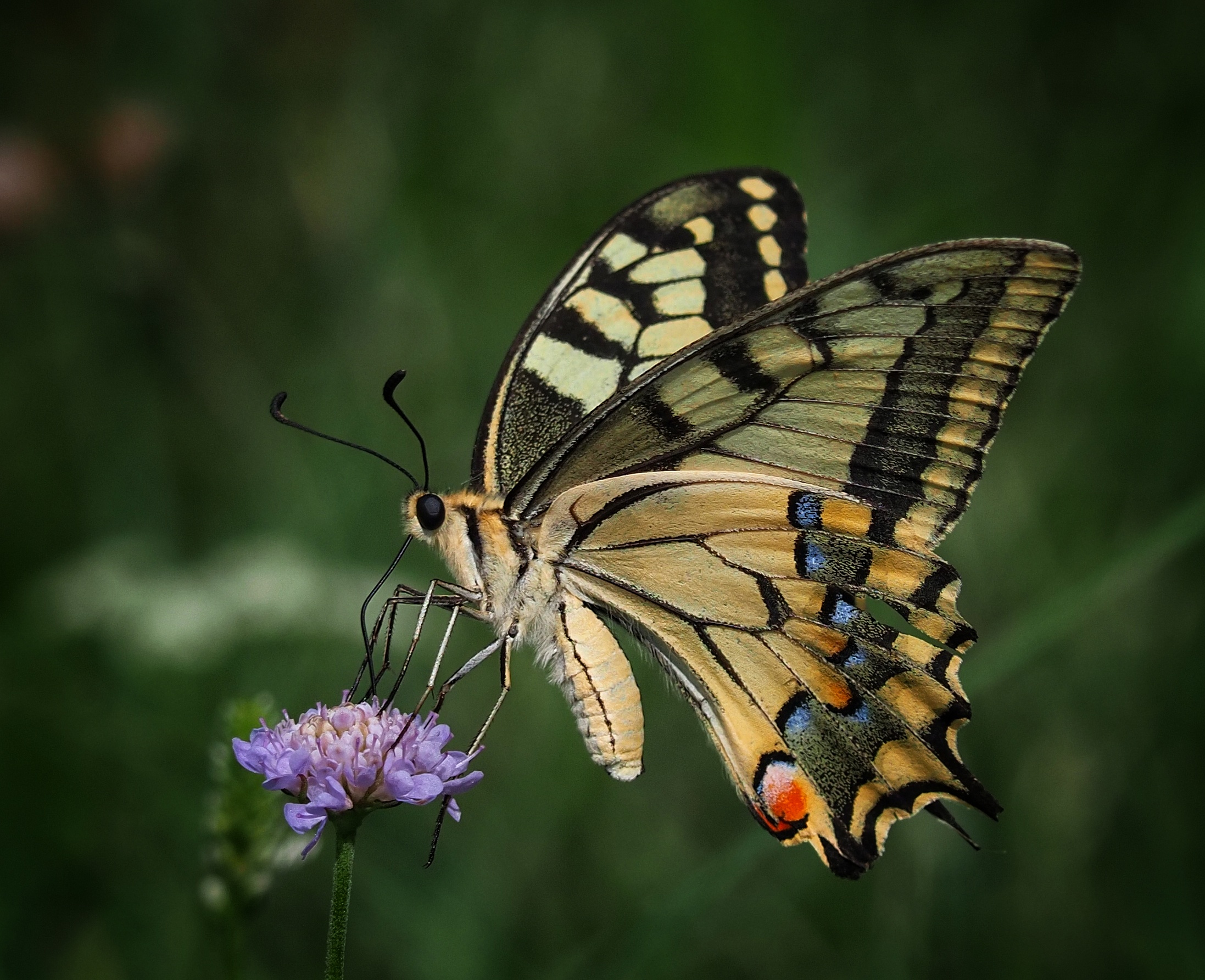 Senza Titolo