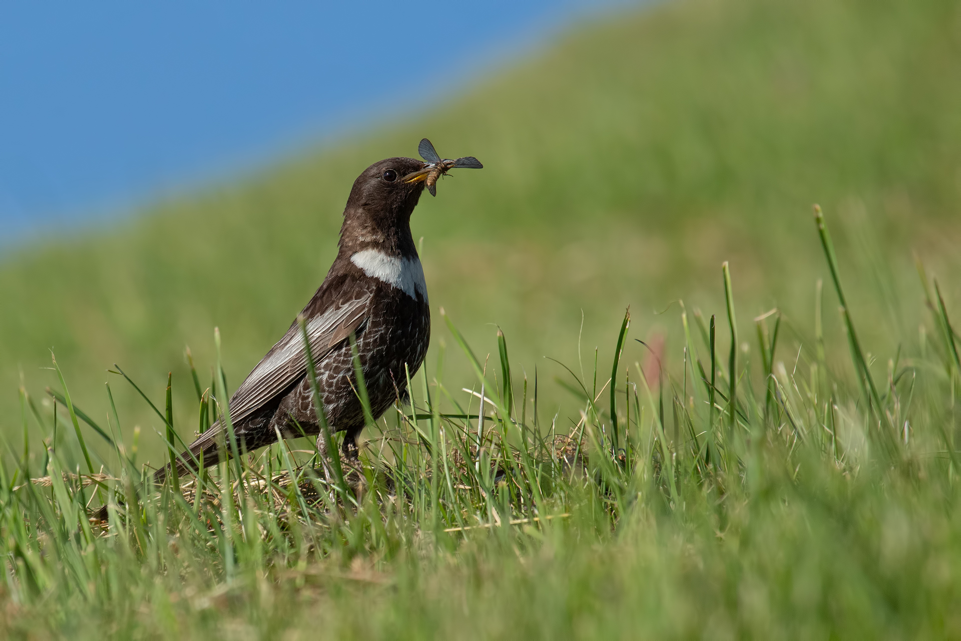 Collared blackbird