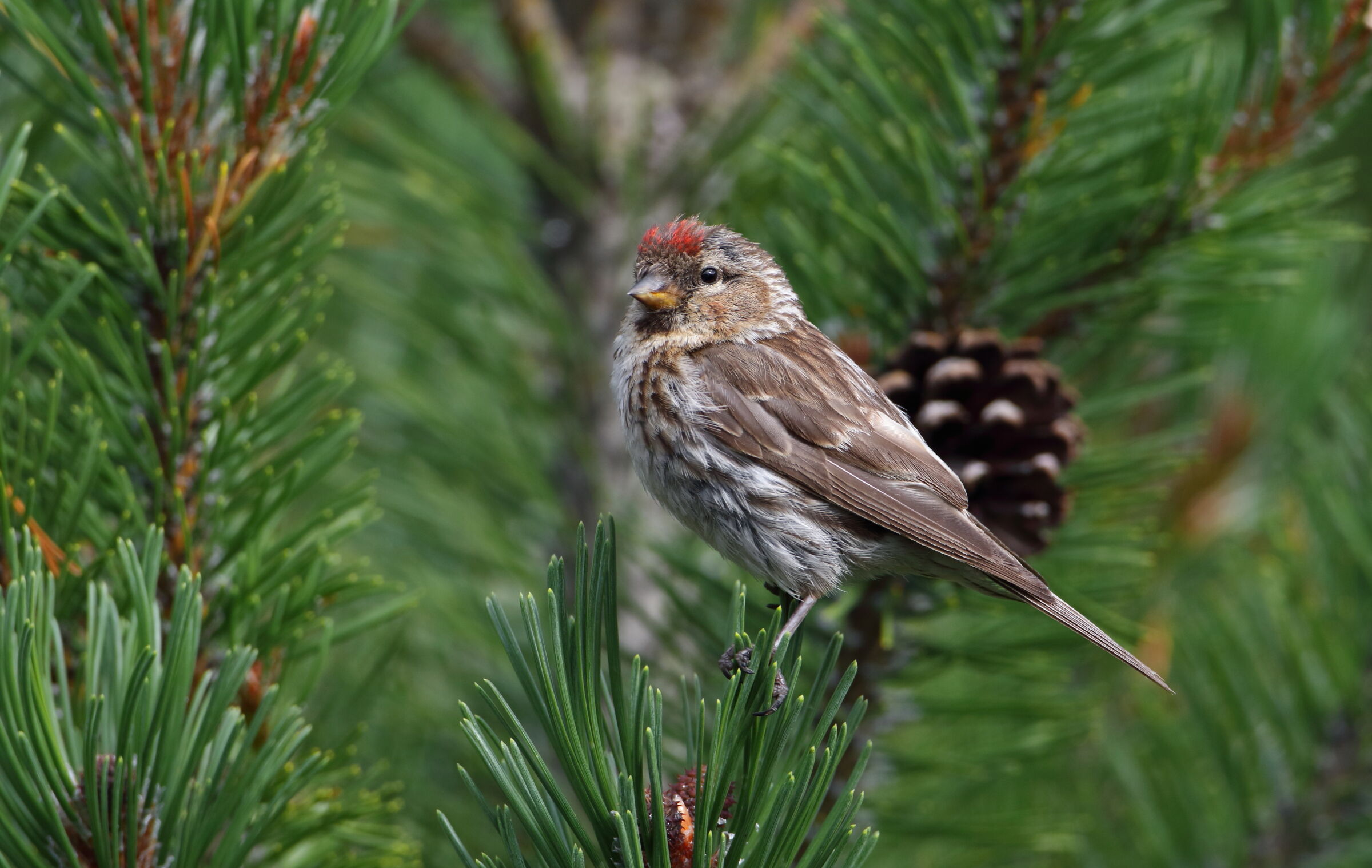 Organetto tra pino mugo