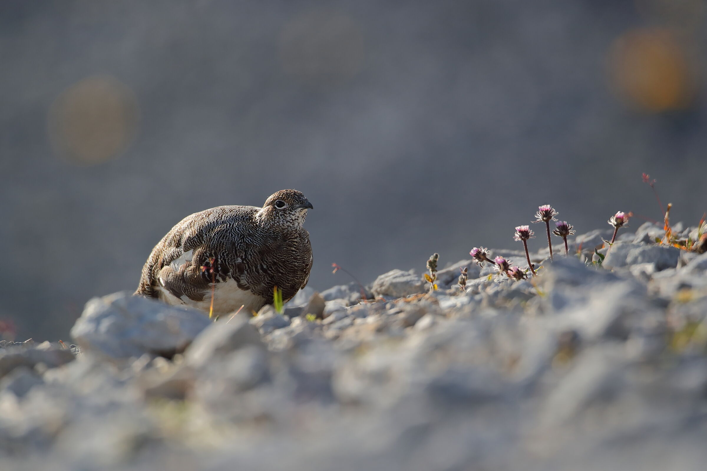 Climbing over the ridge