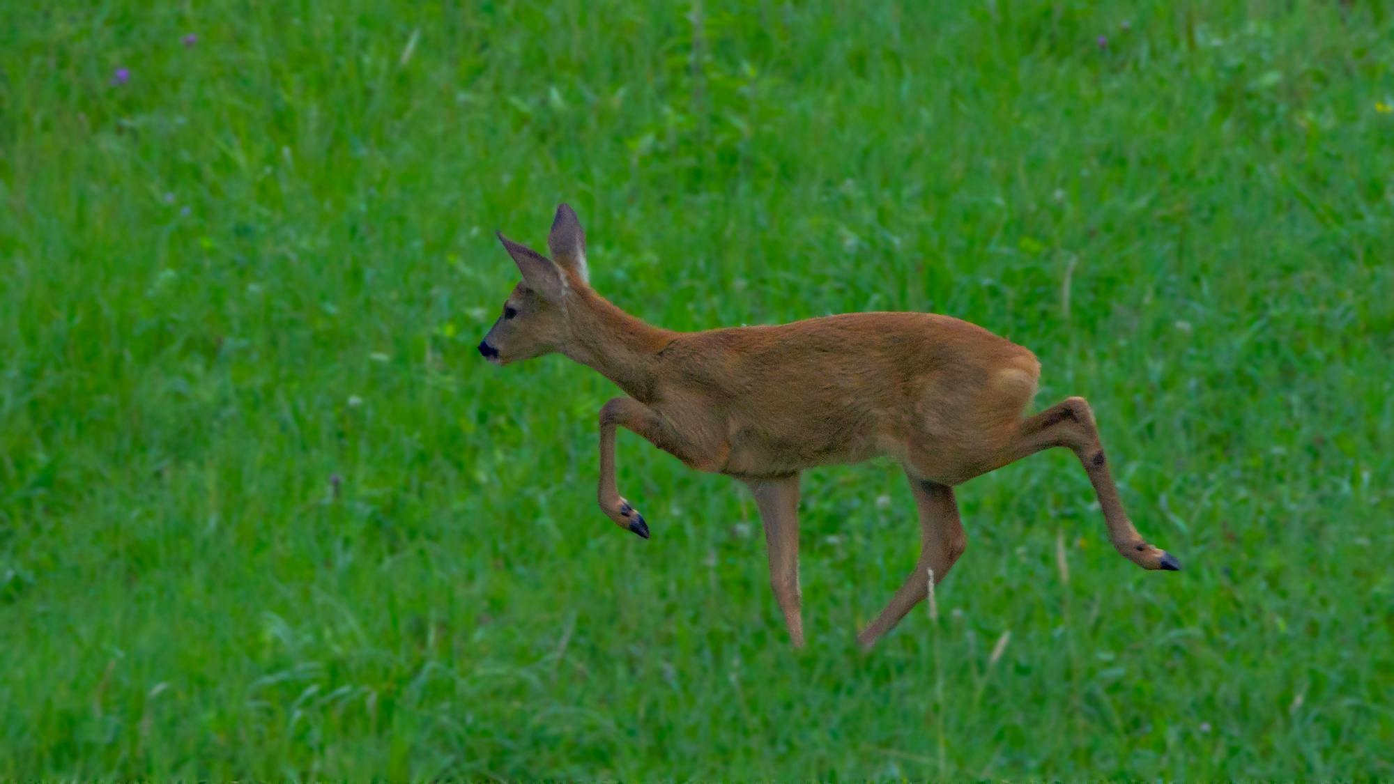 Female roe deer