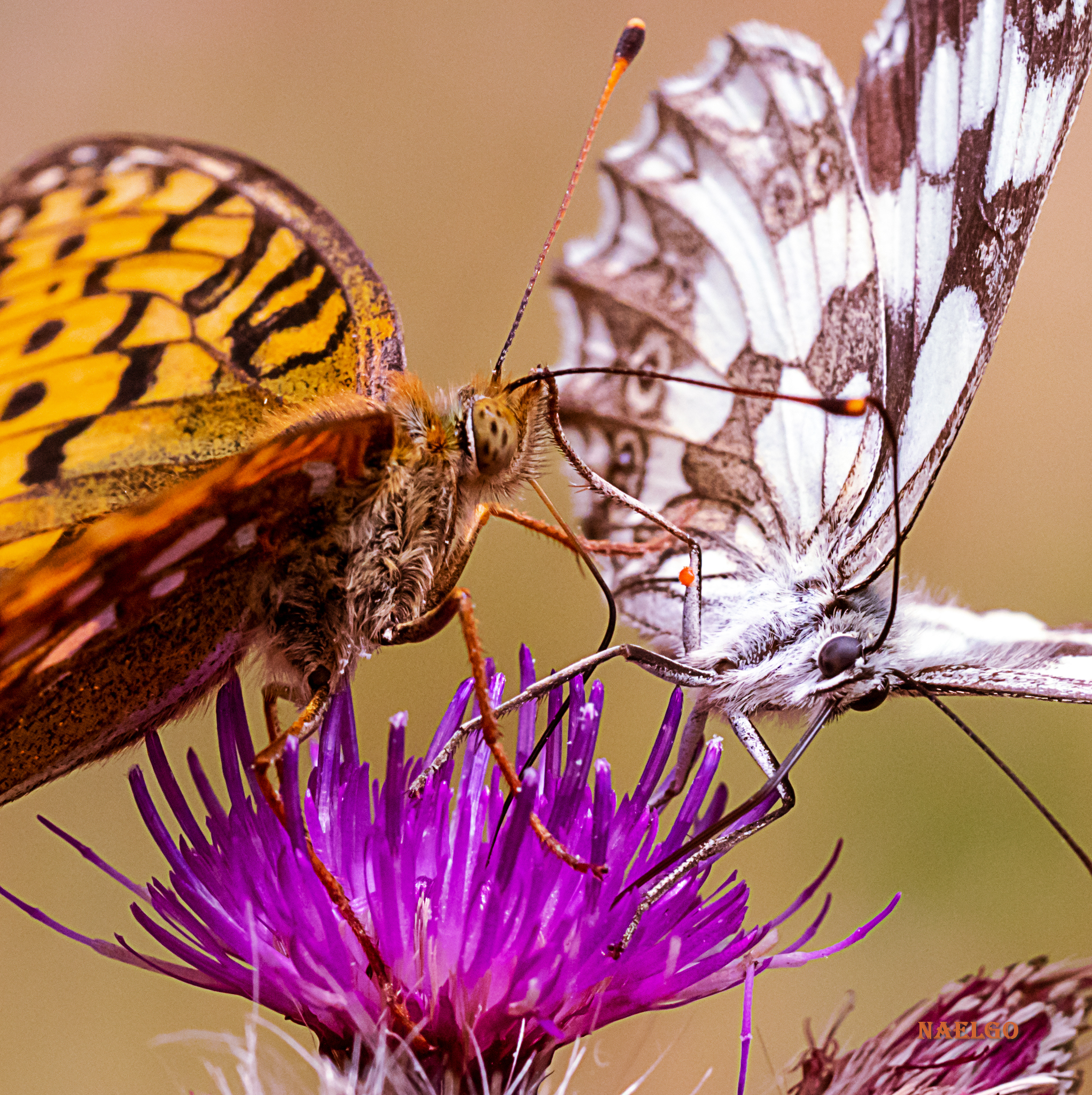 Unusual condo fights