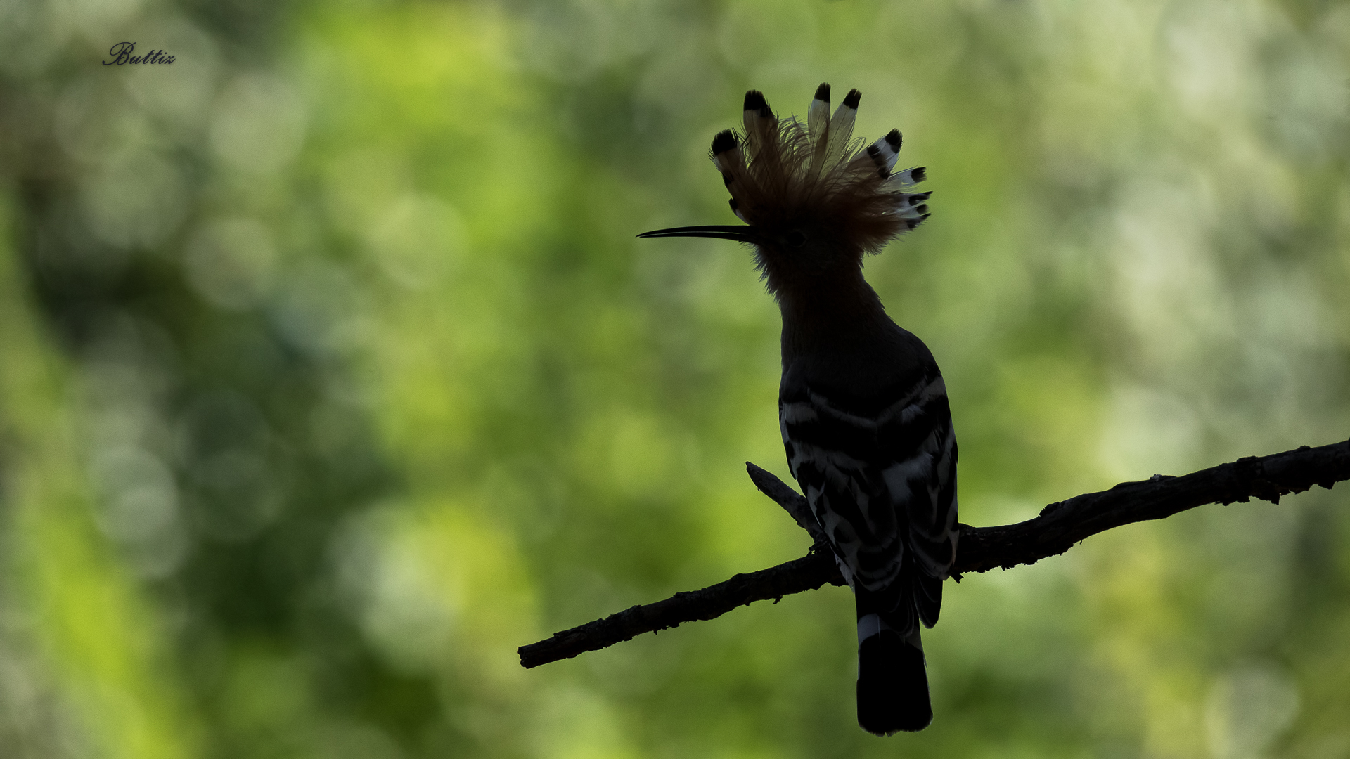 Si è proprio... l'Upupa