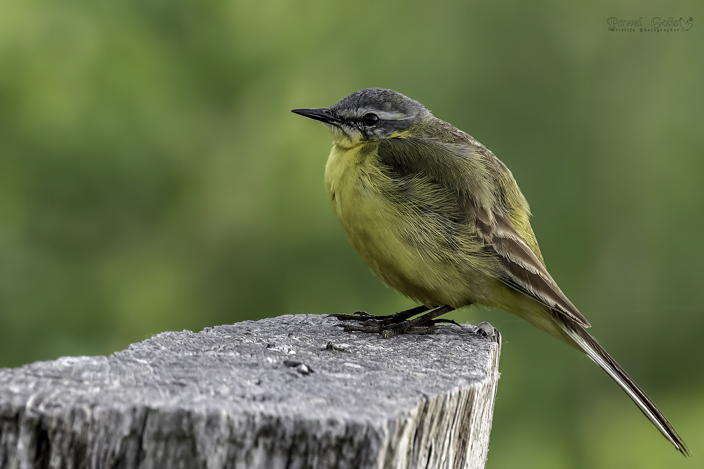 Wagtail giallo (Motacilla flava)