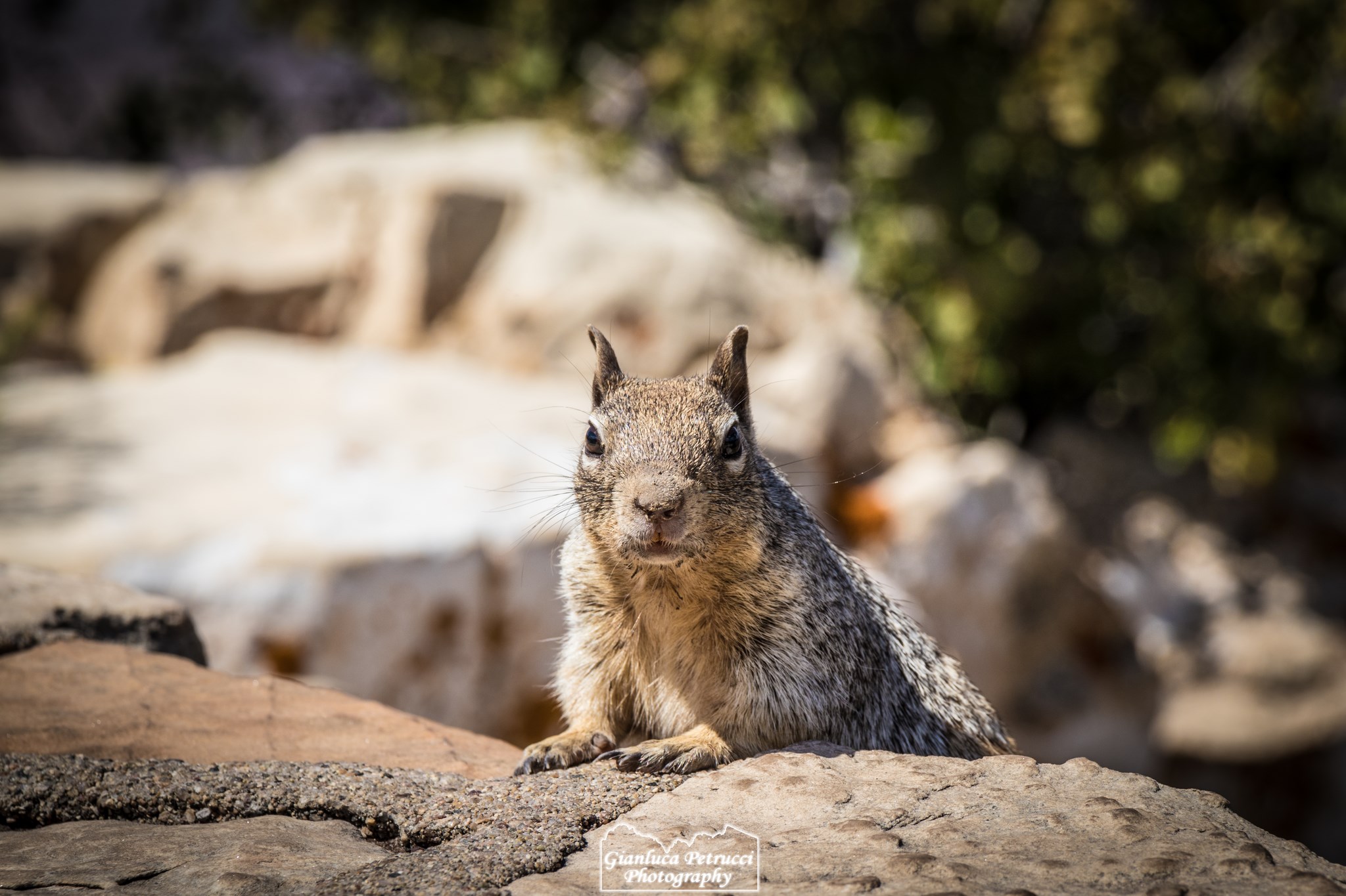 Squirrel at Grand Canyon National Park