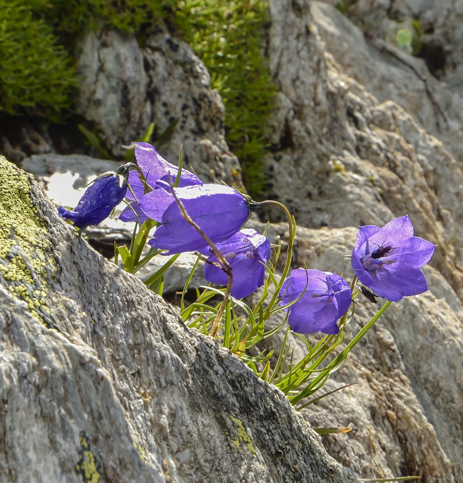 Campanula