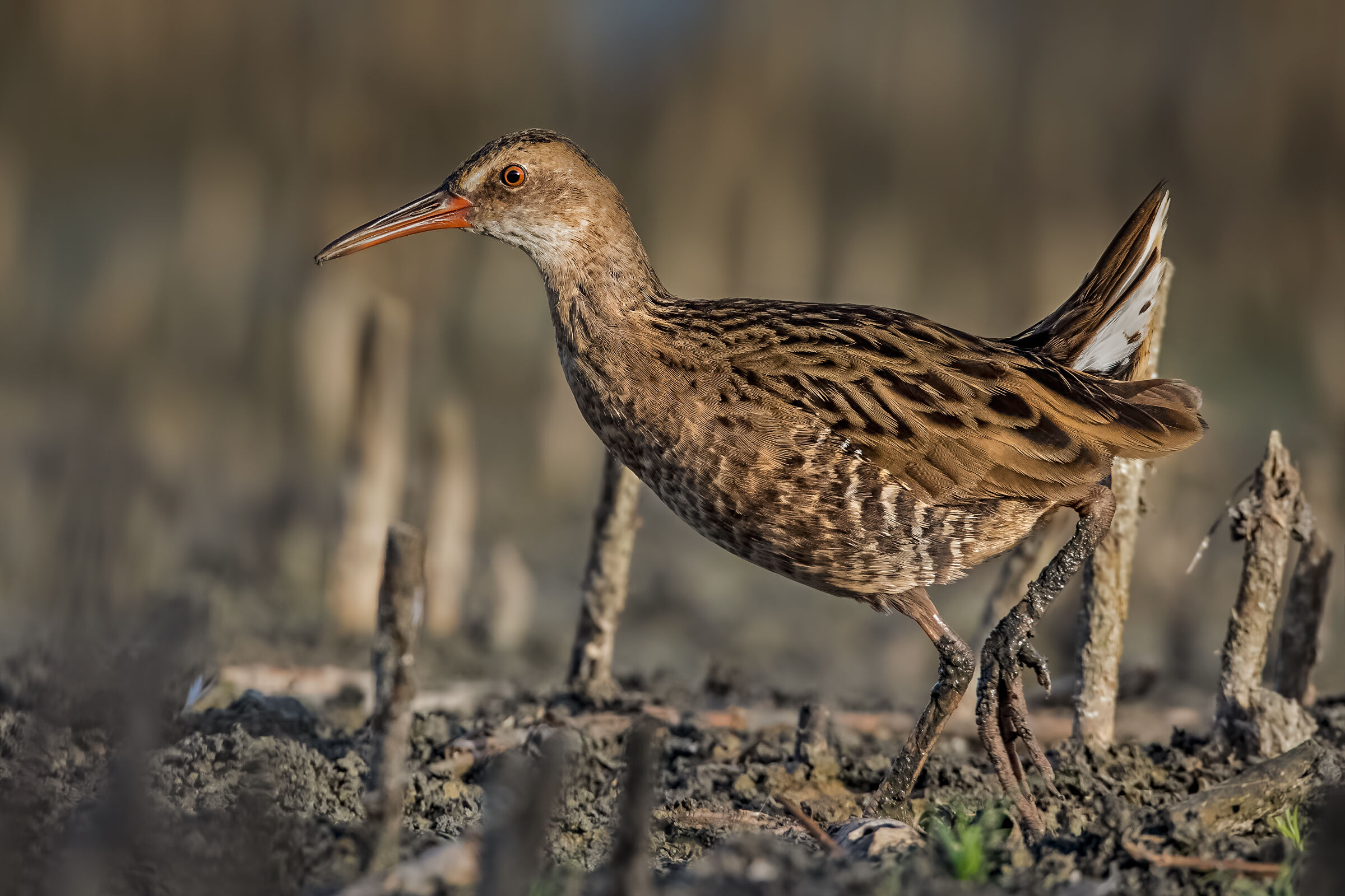 Porciglione di basso livello