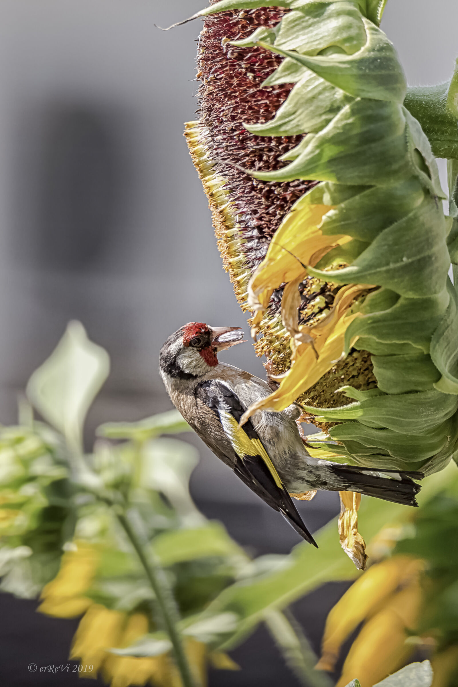 With the beak in the...