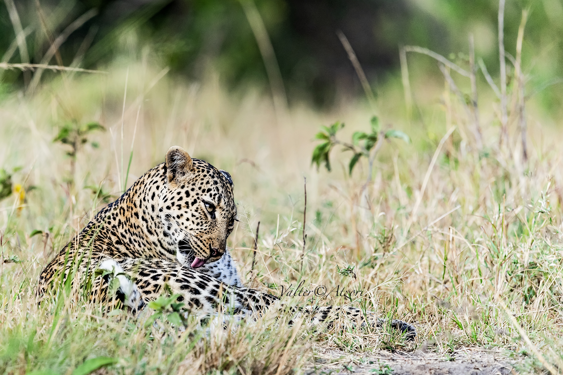The leopard cleans its hair