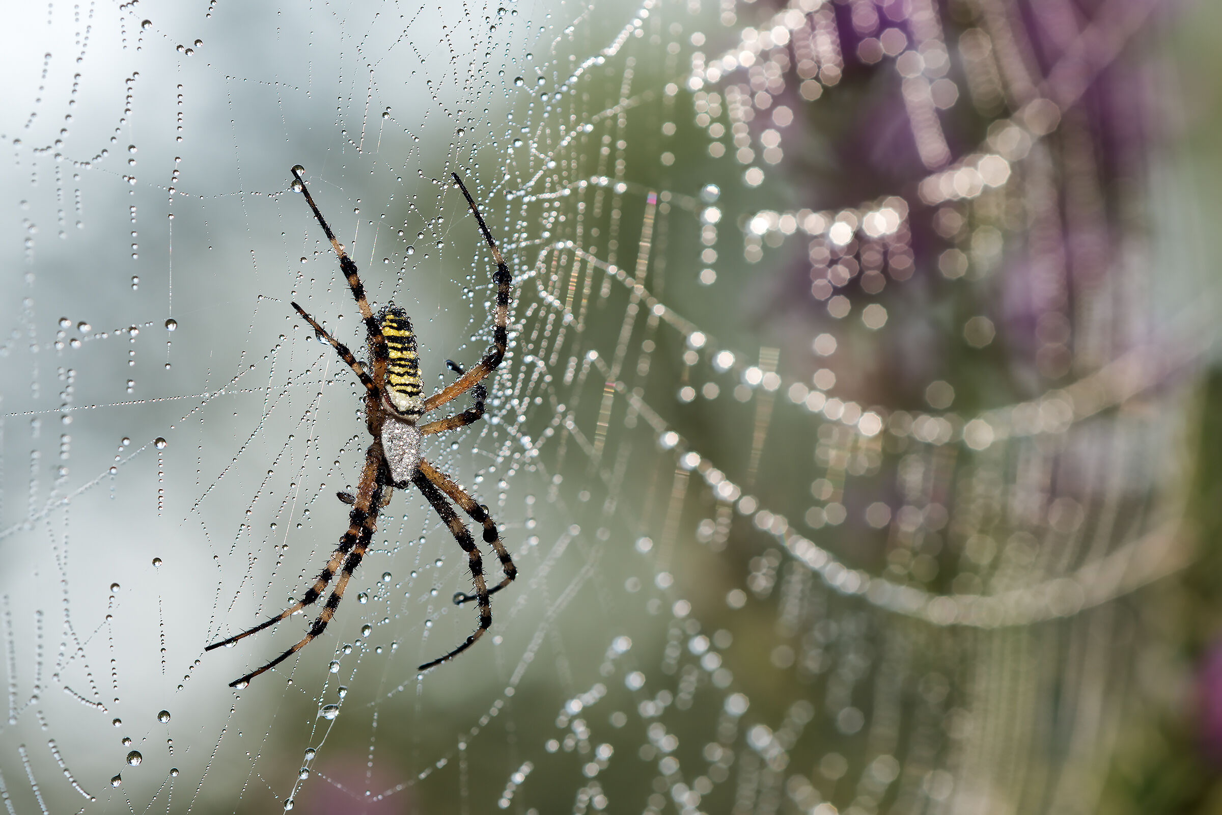 Bruennichi argiope