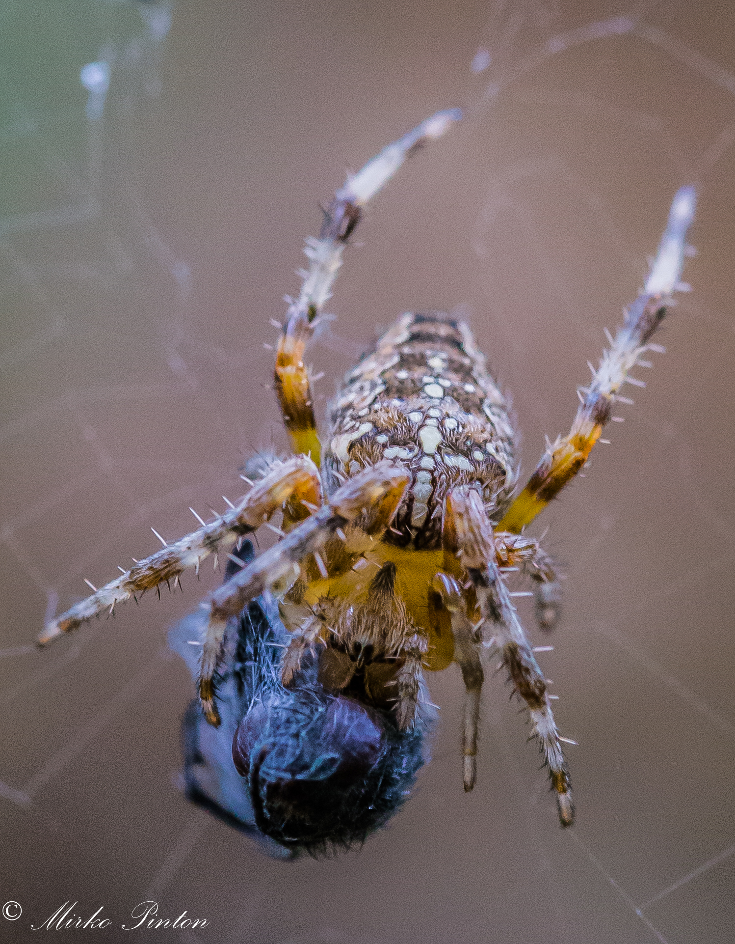 Araneus diadematus