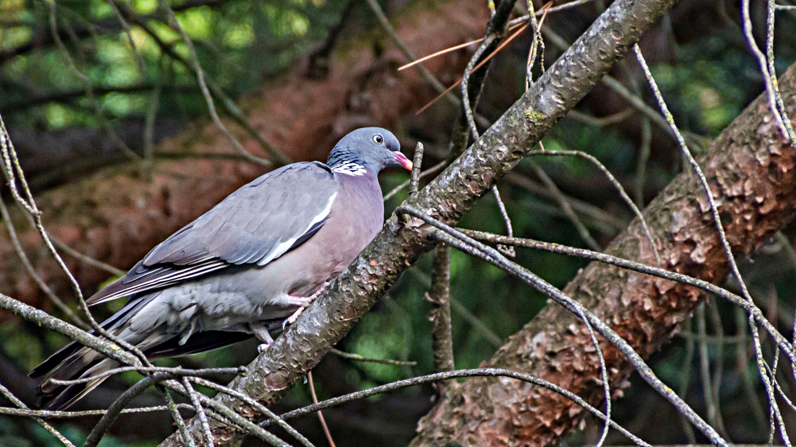 return to the dormitory