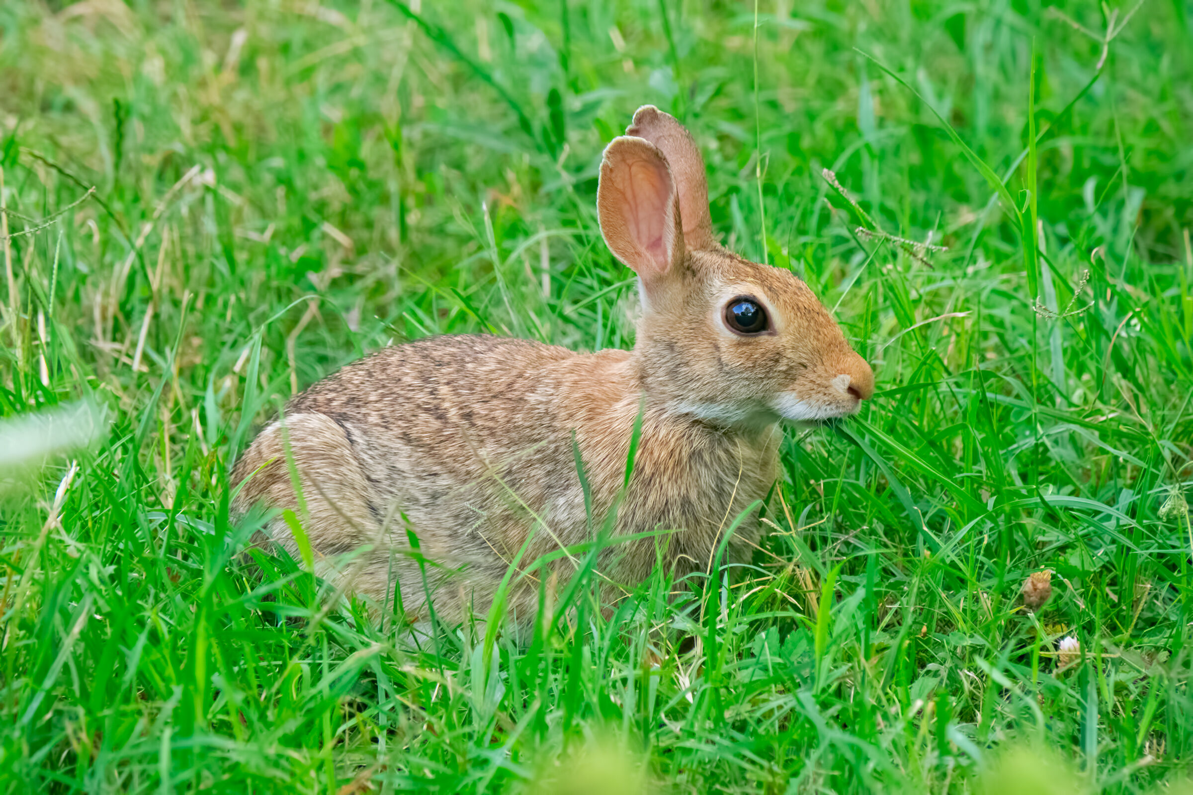 Dwarf Hare