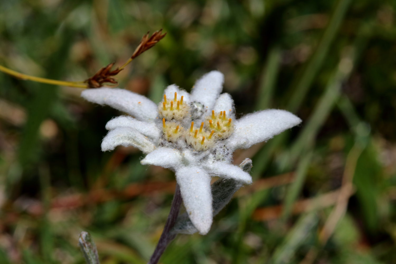 Edelweiss