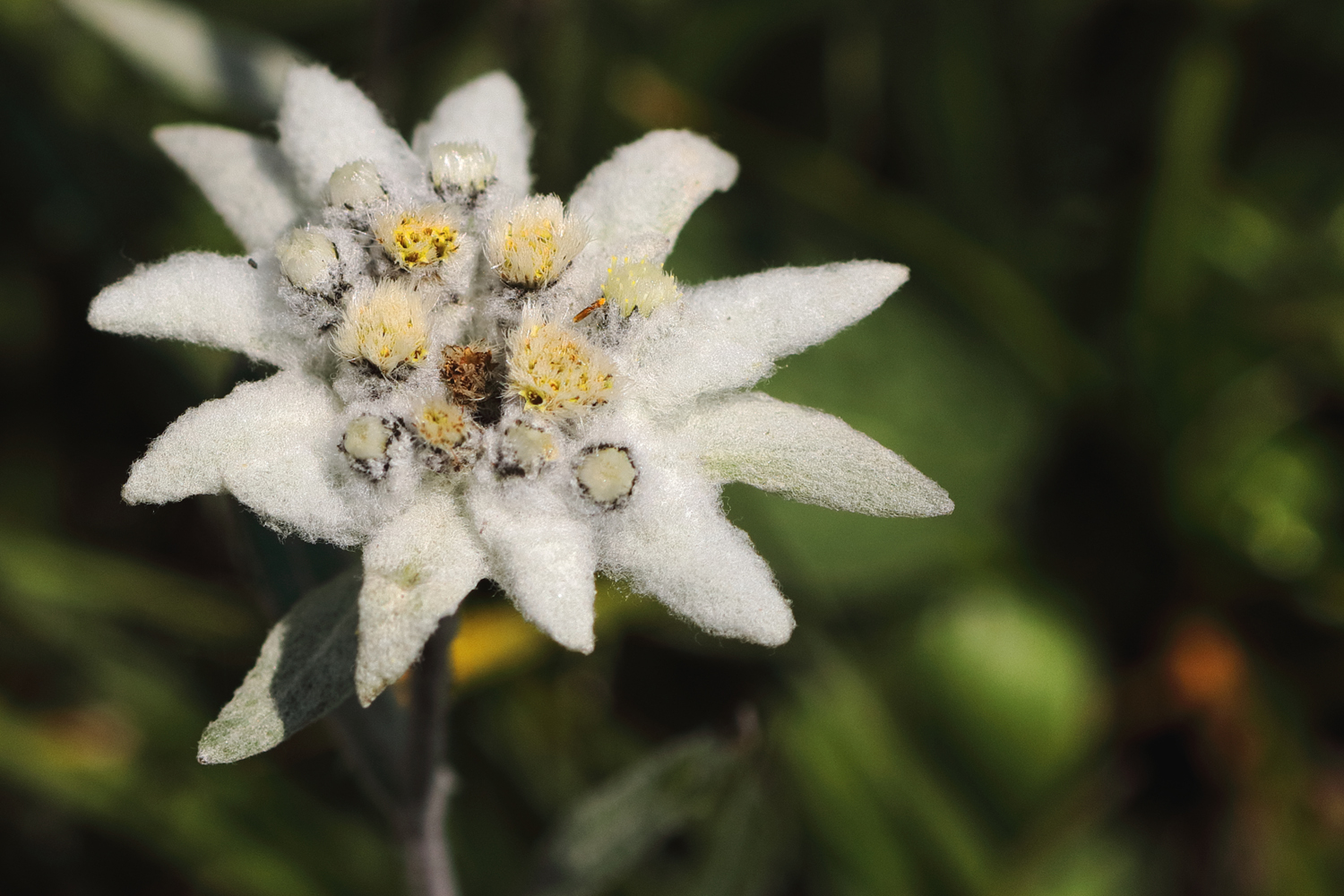 Edelweiss