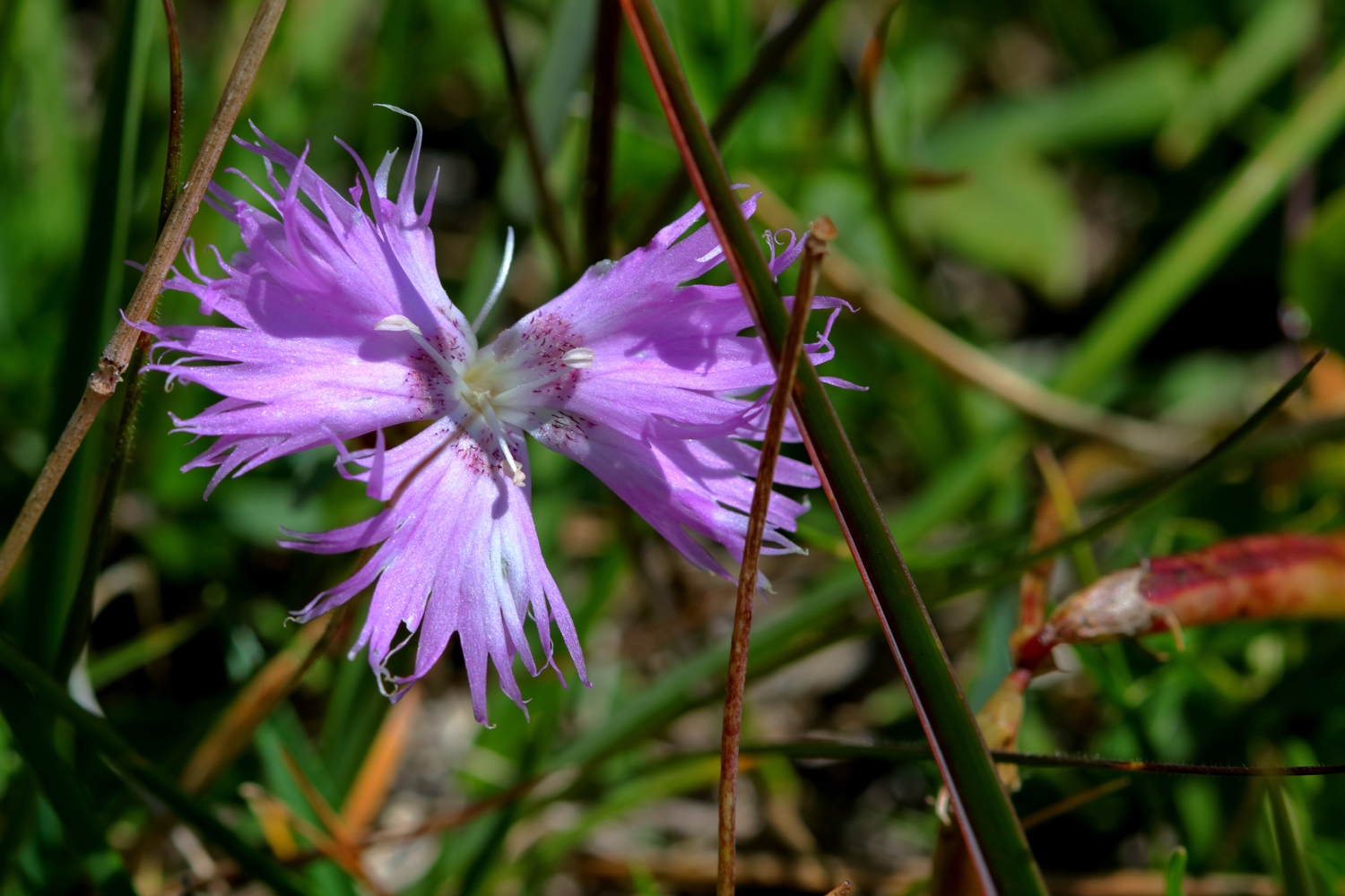 mountain flowers