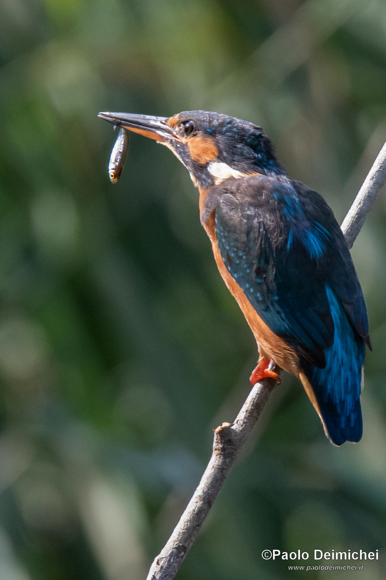 Martin pescatore con pesciolino