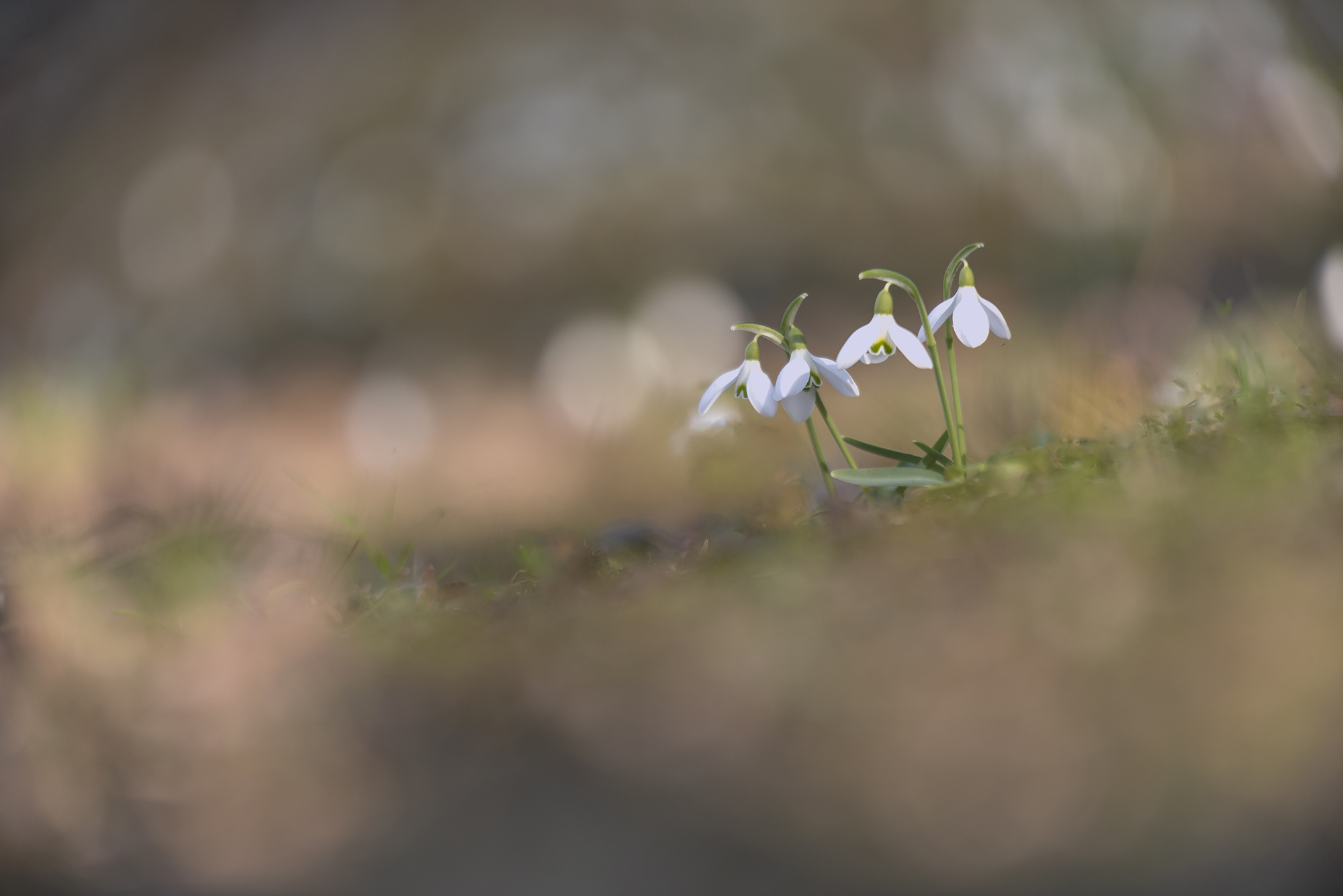 " Galanthus Nivalis "